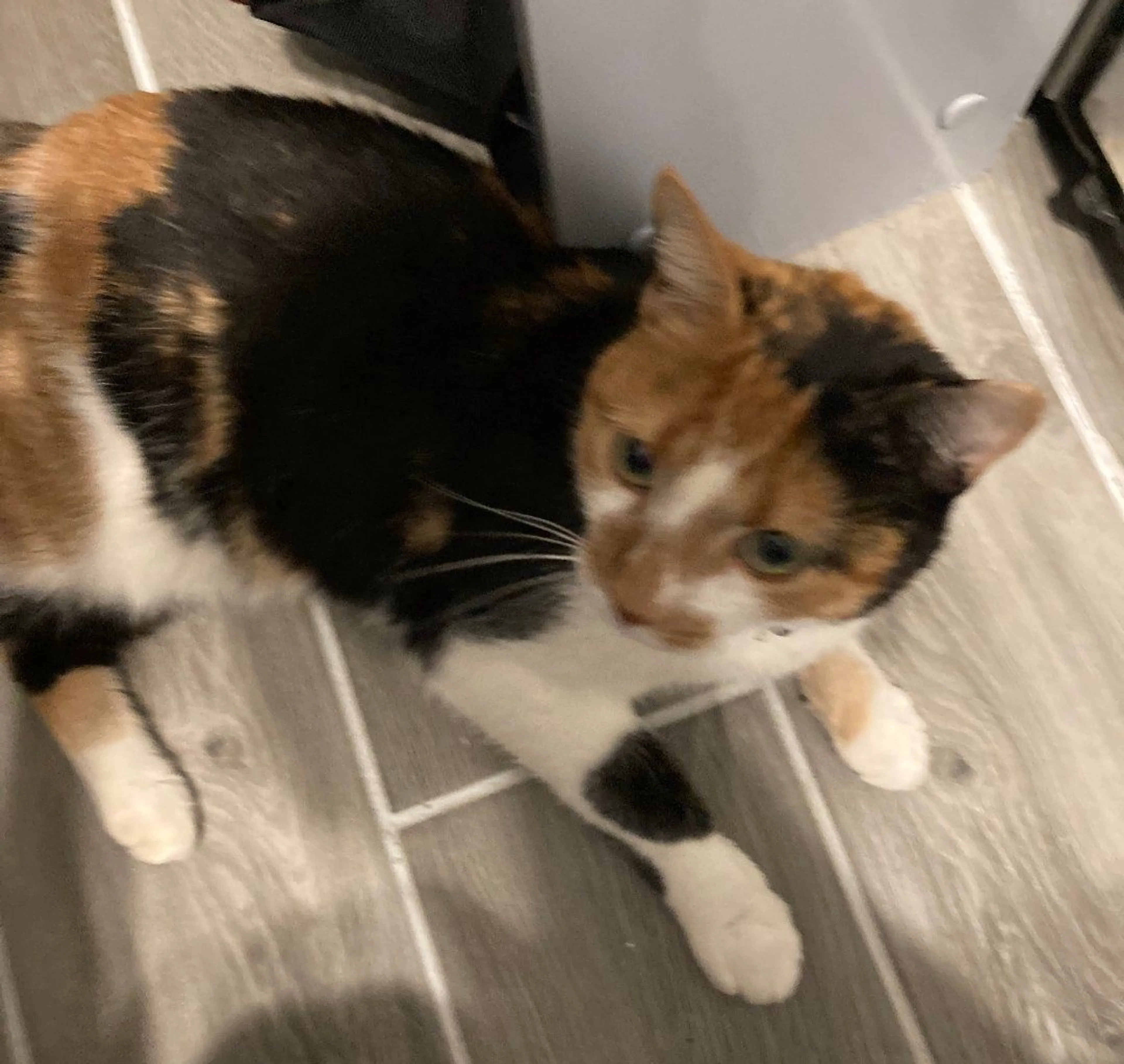 Lost pet-0