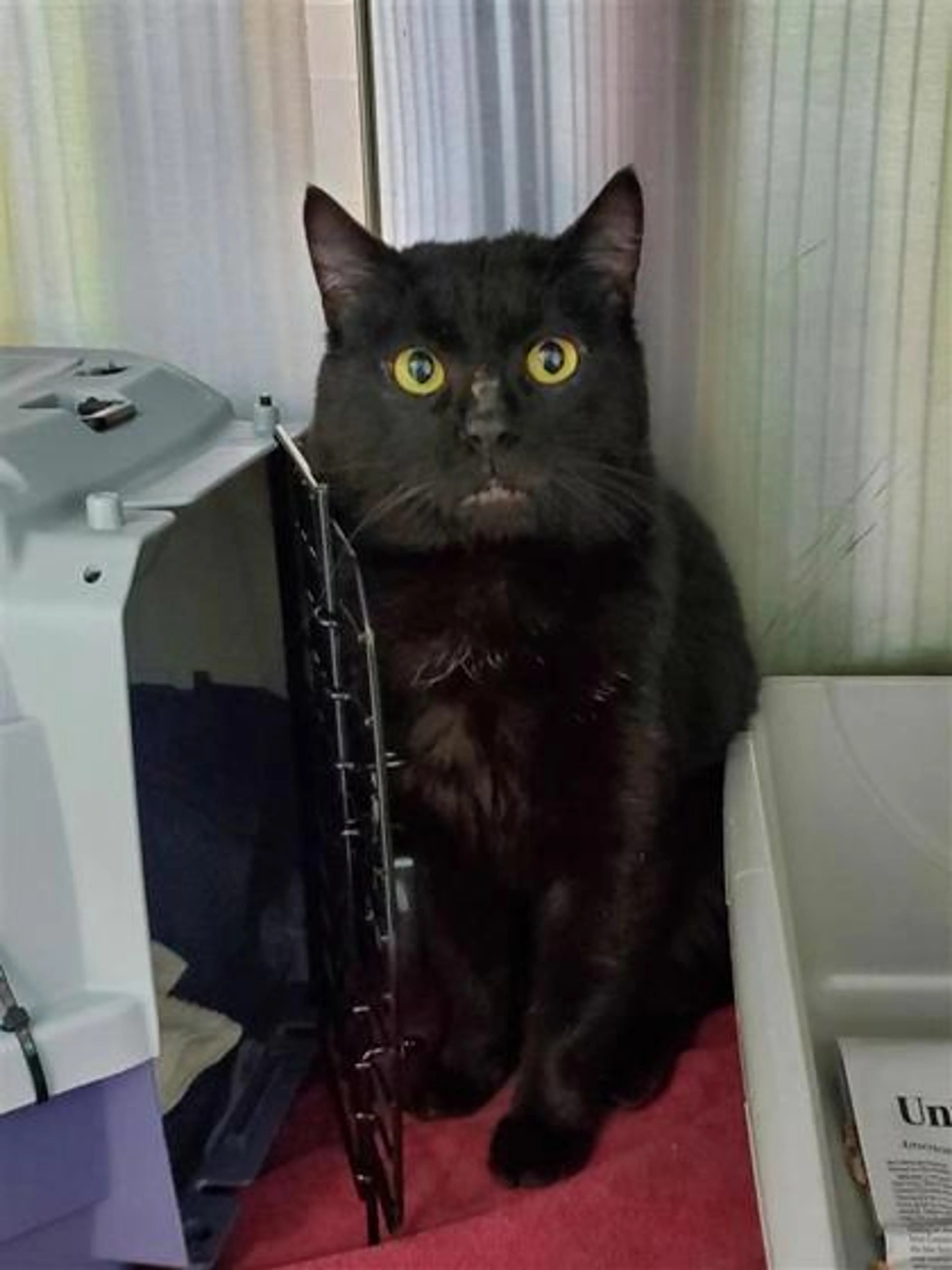 Found pet