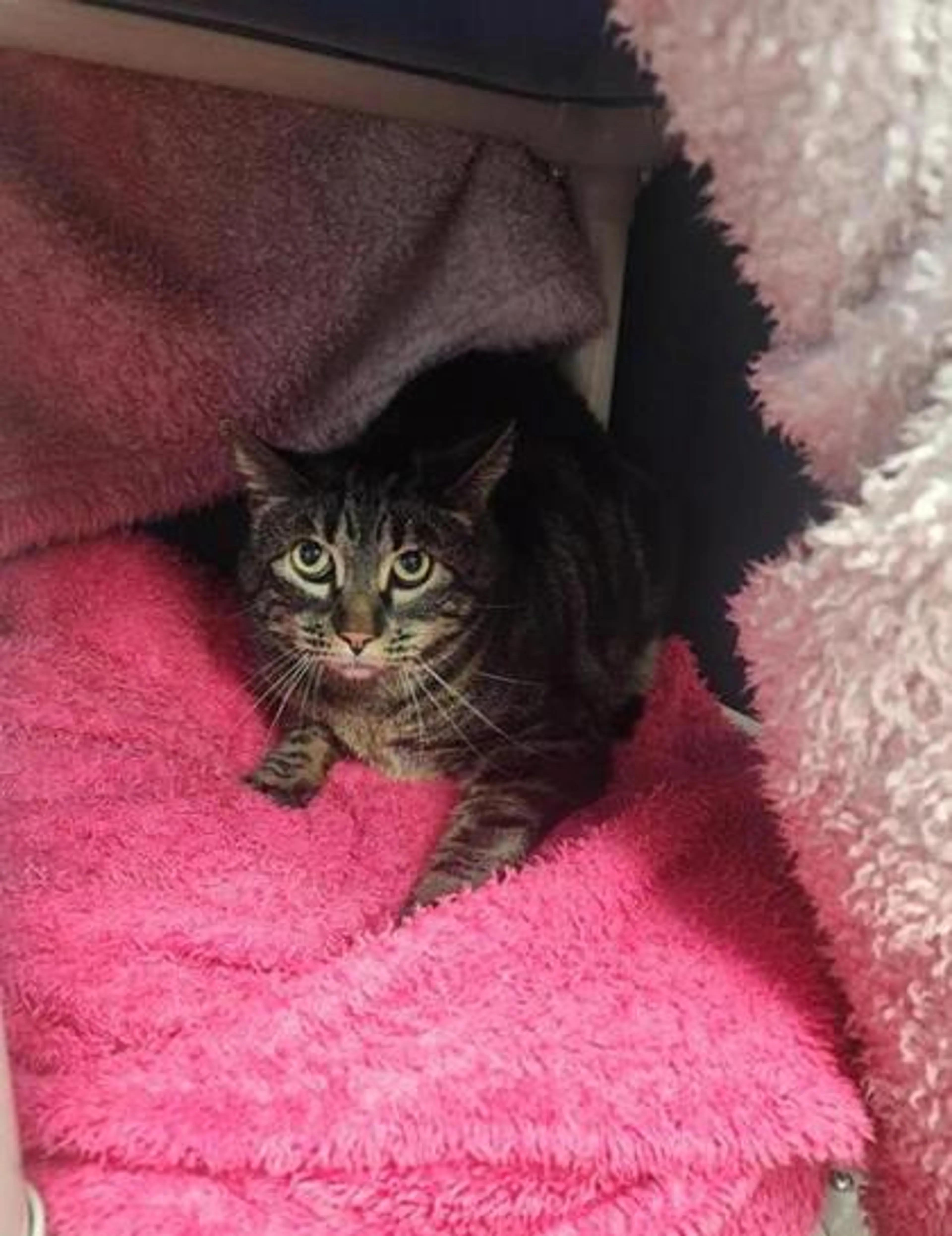 Found pet-1
