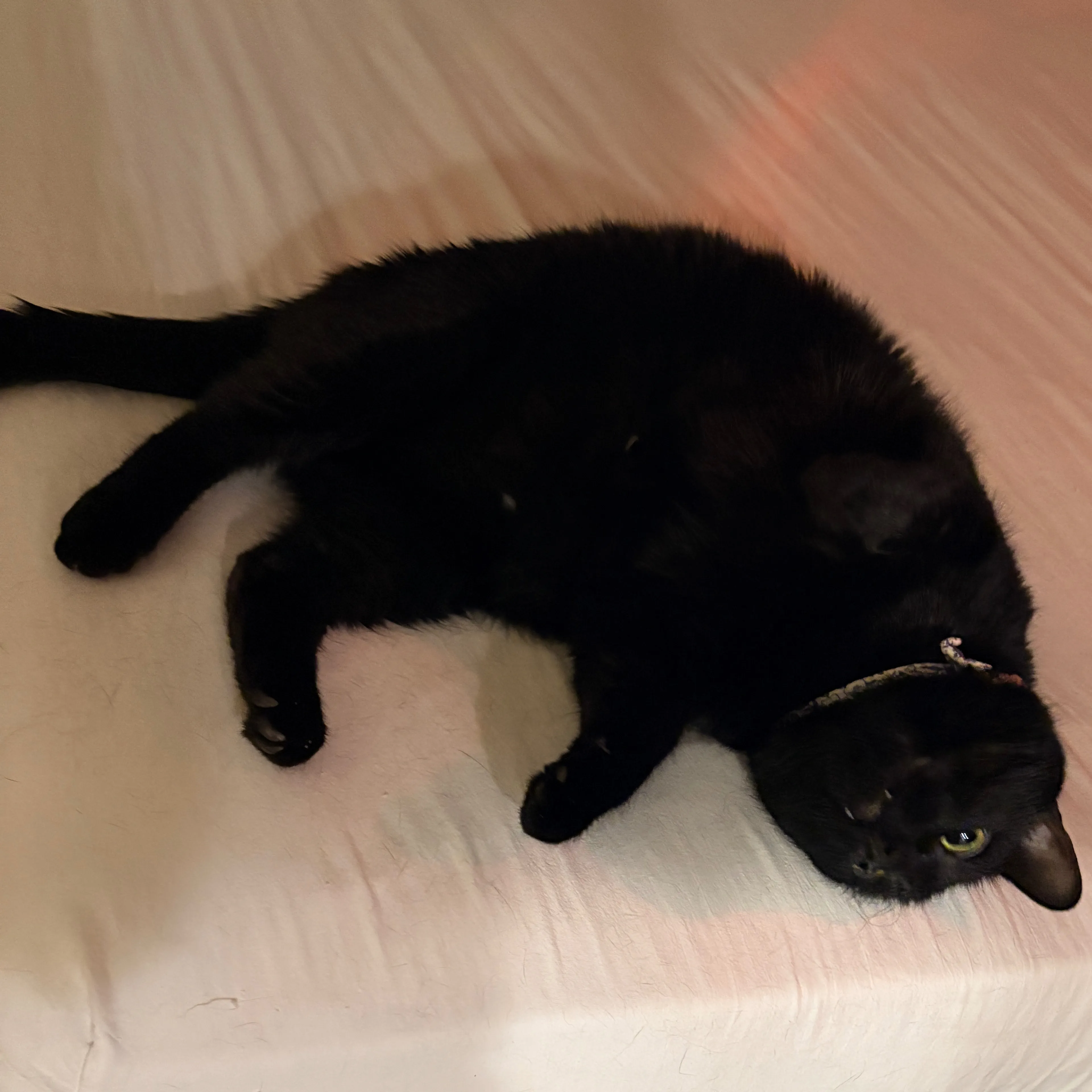 Lost pet-1