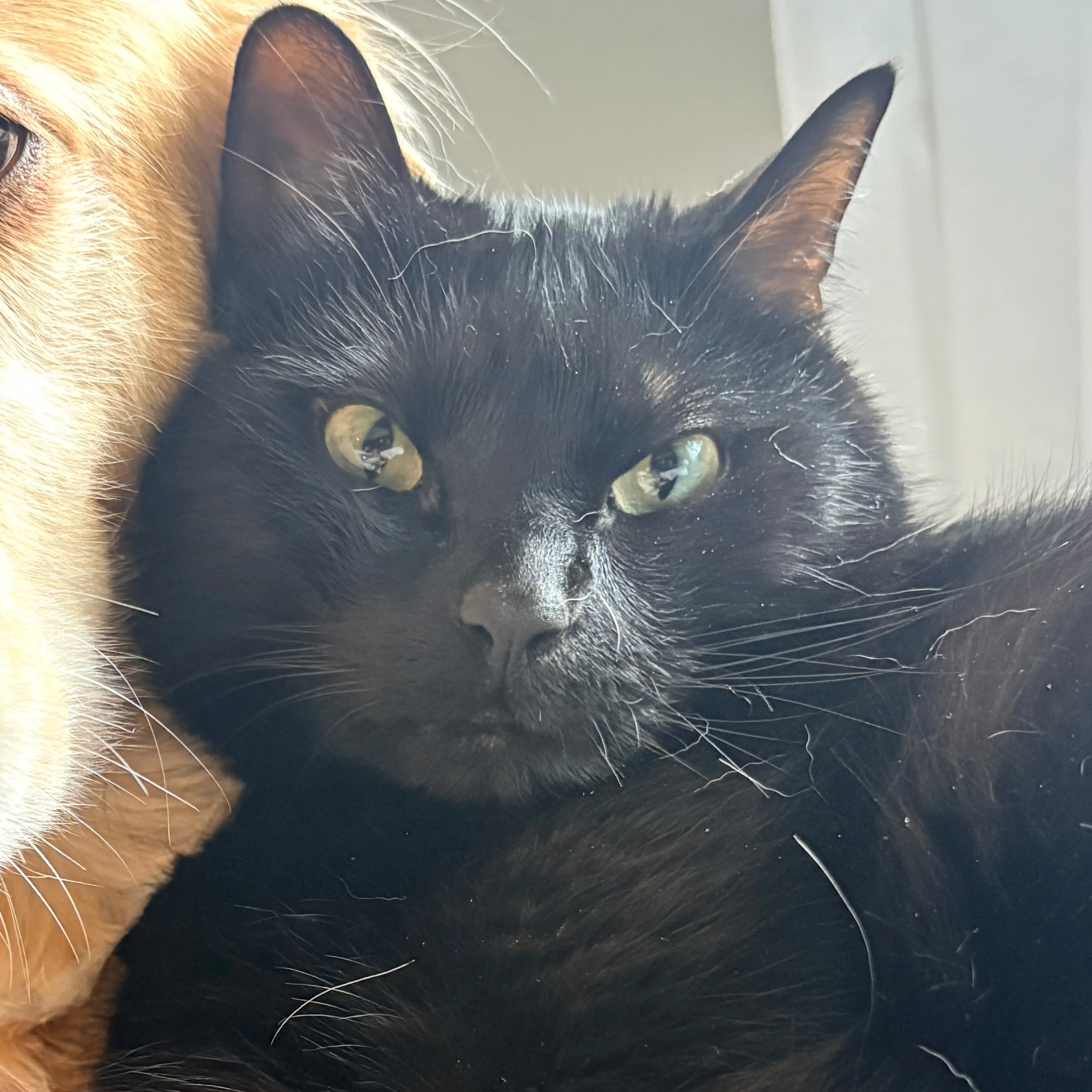 Lost pet-2