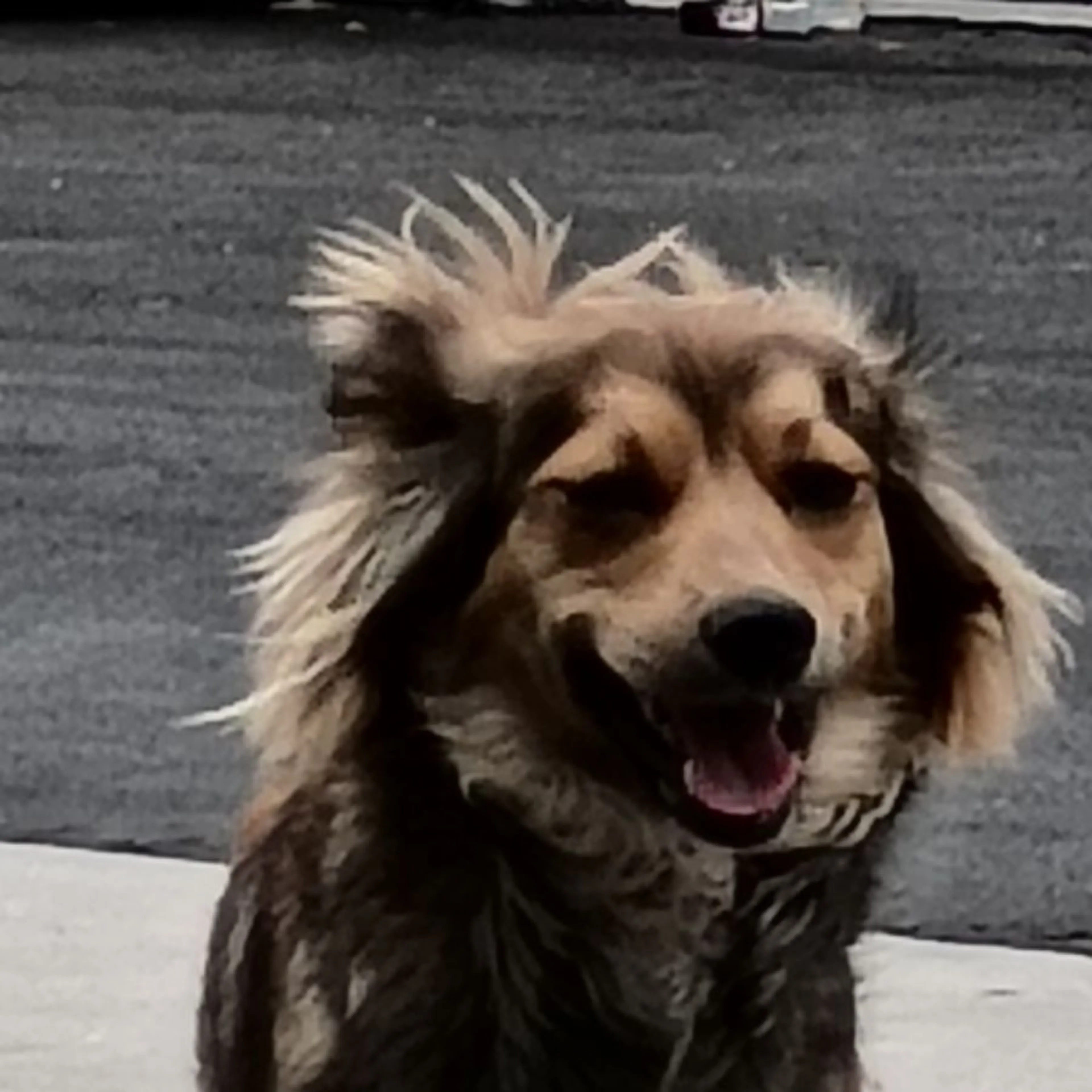 Found pet
