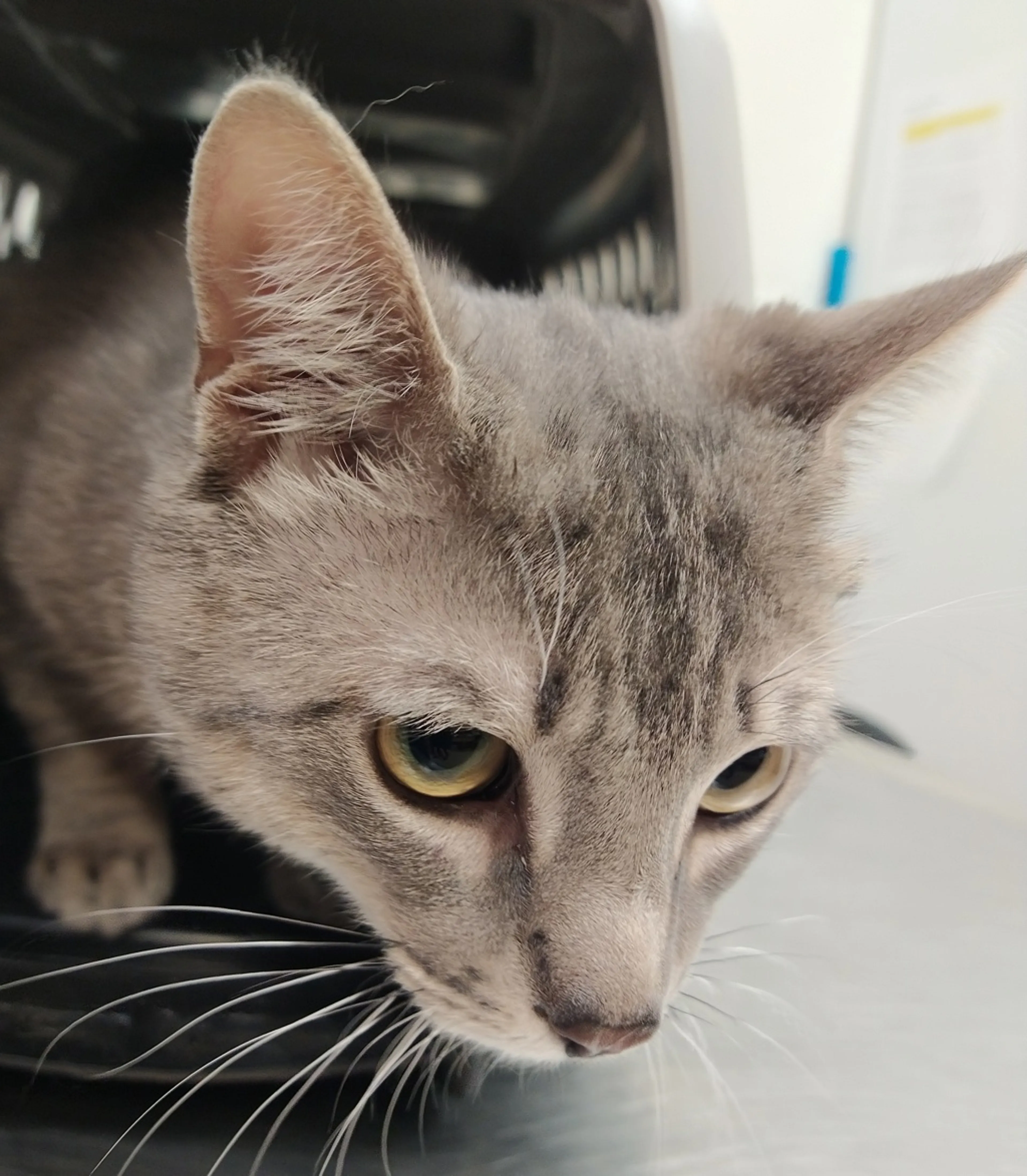 Found pet