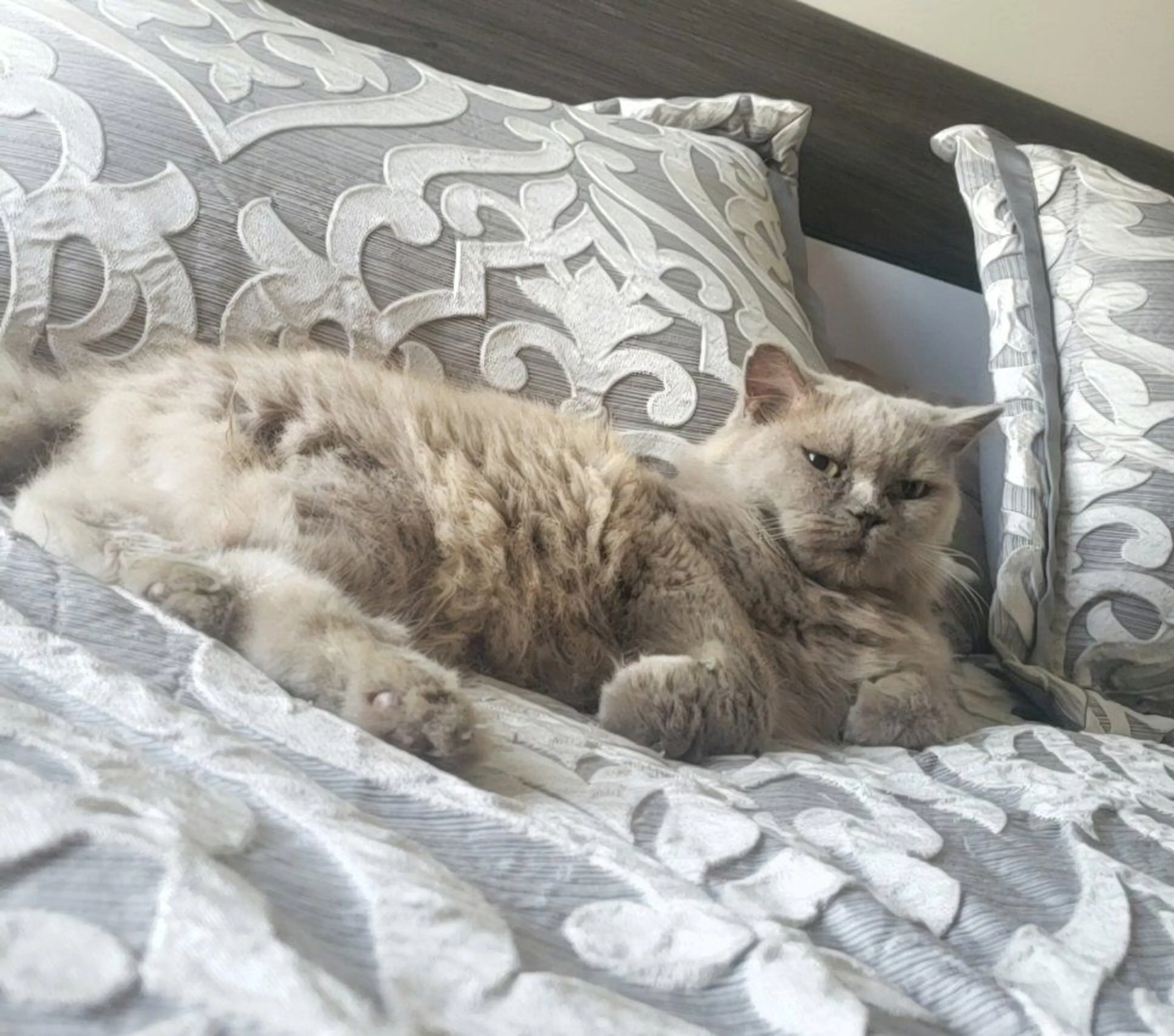 Lost pet