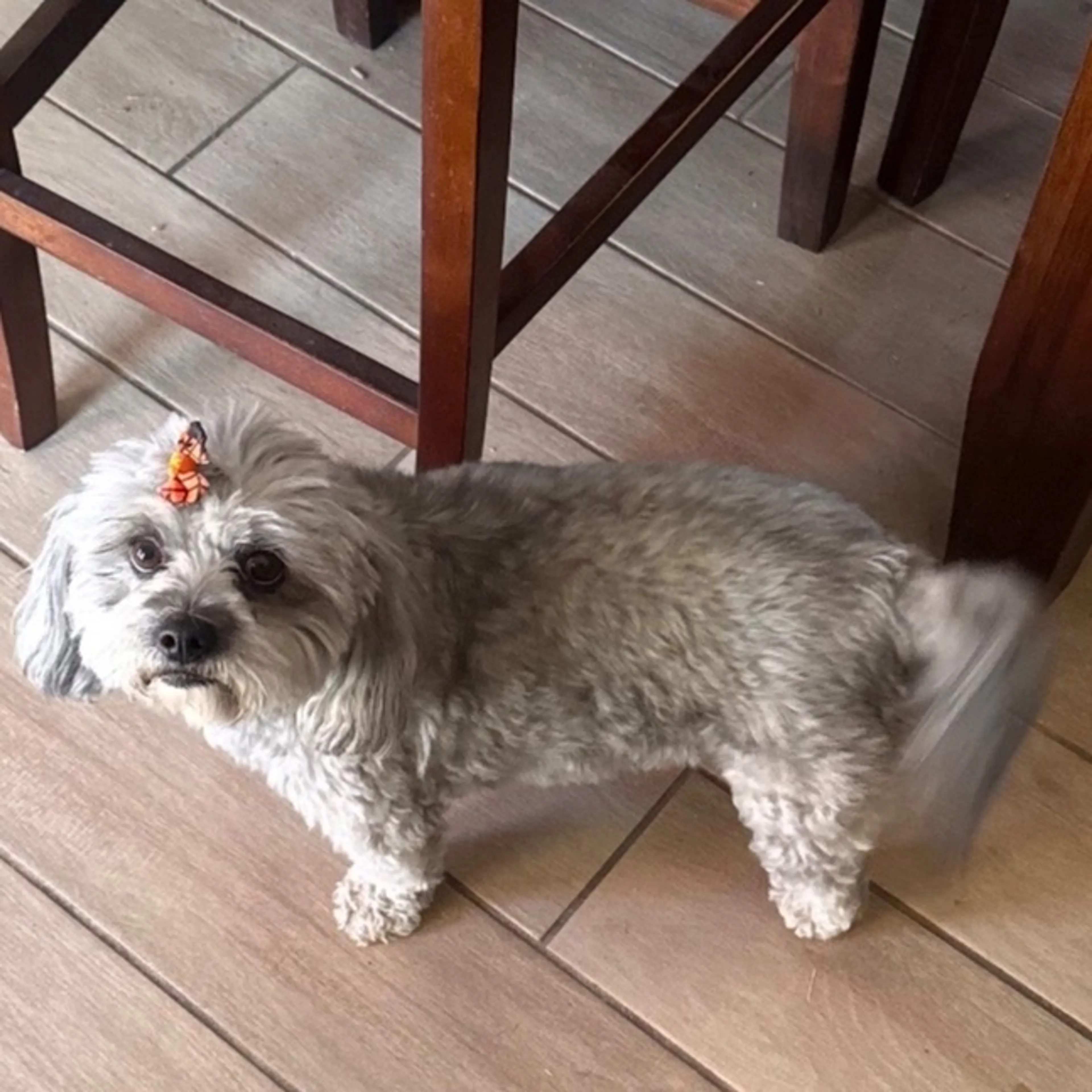 Lost pet