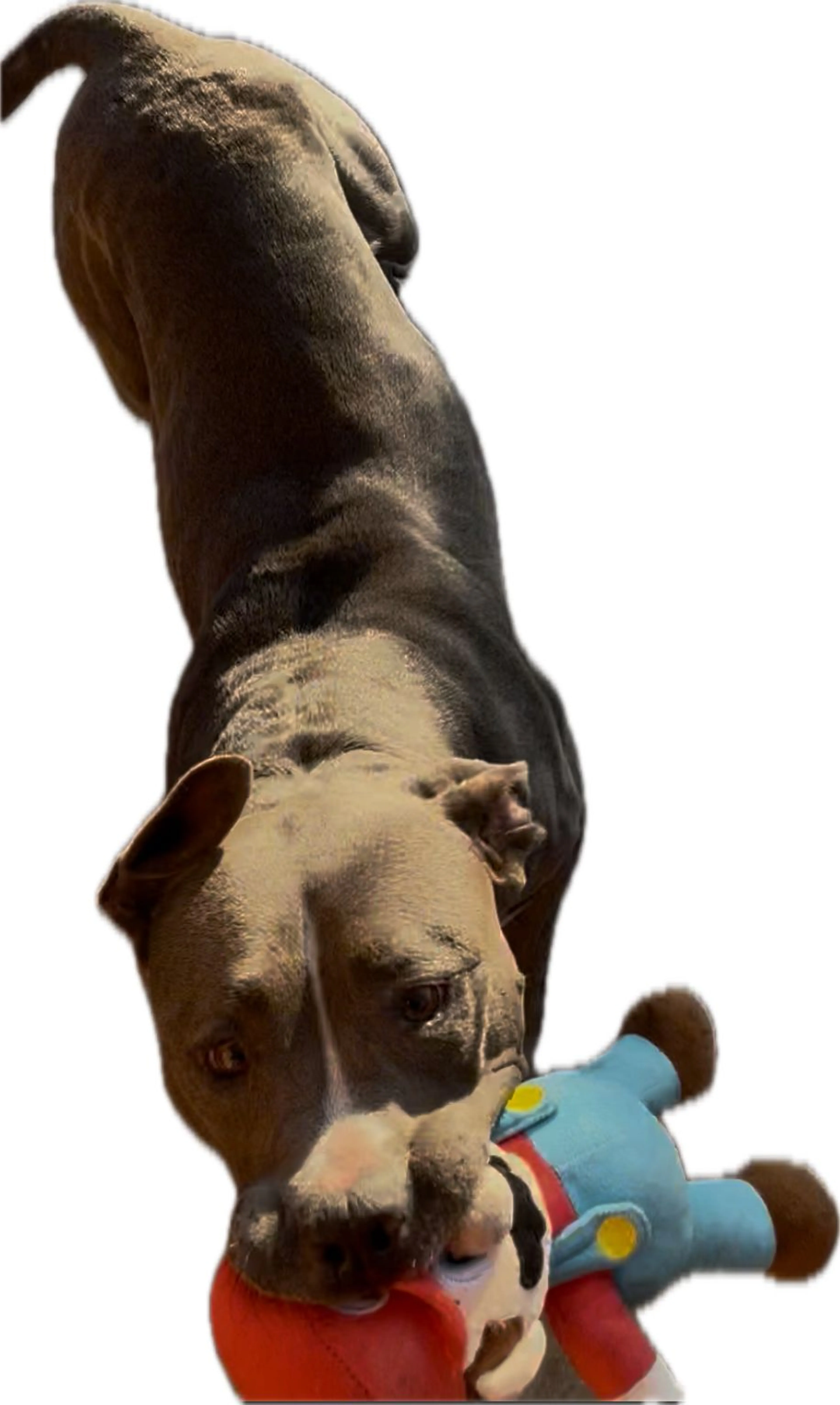 Lost pet