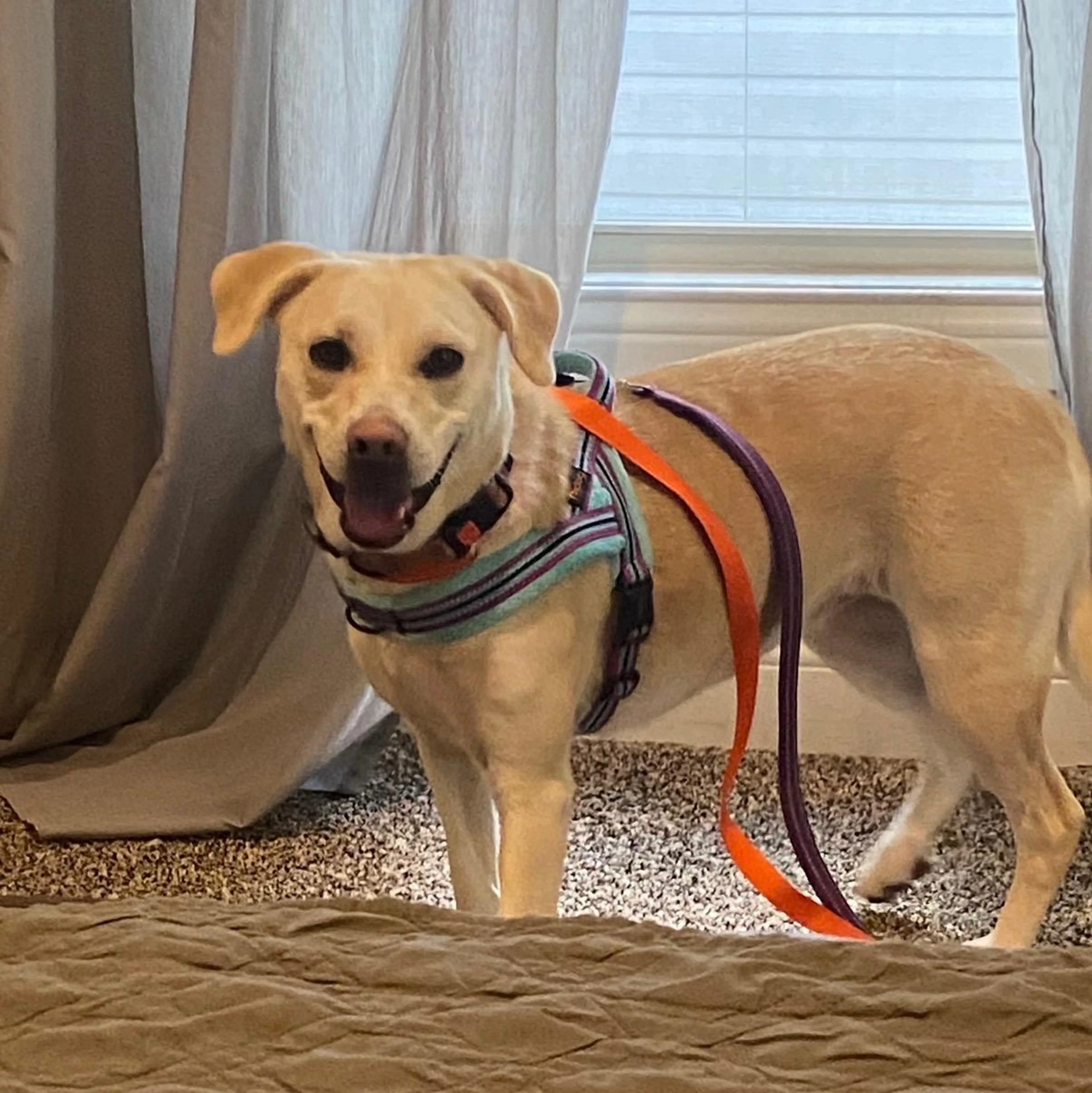 Found pet-3