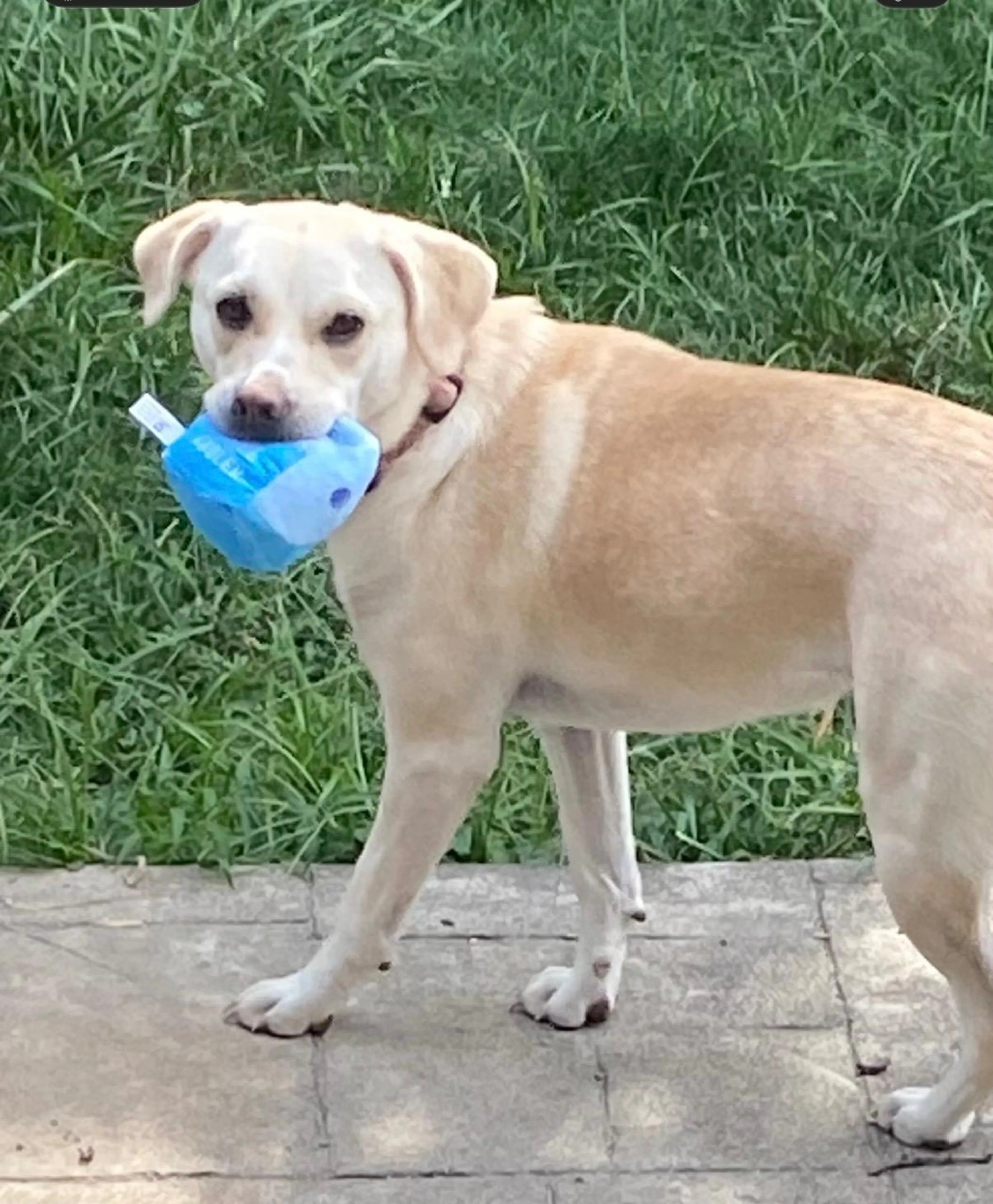 Found pet-2