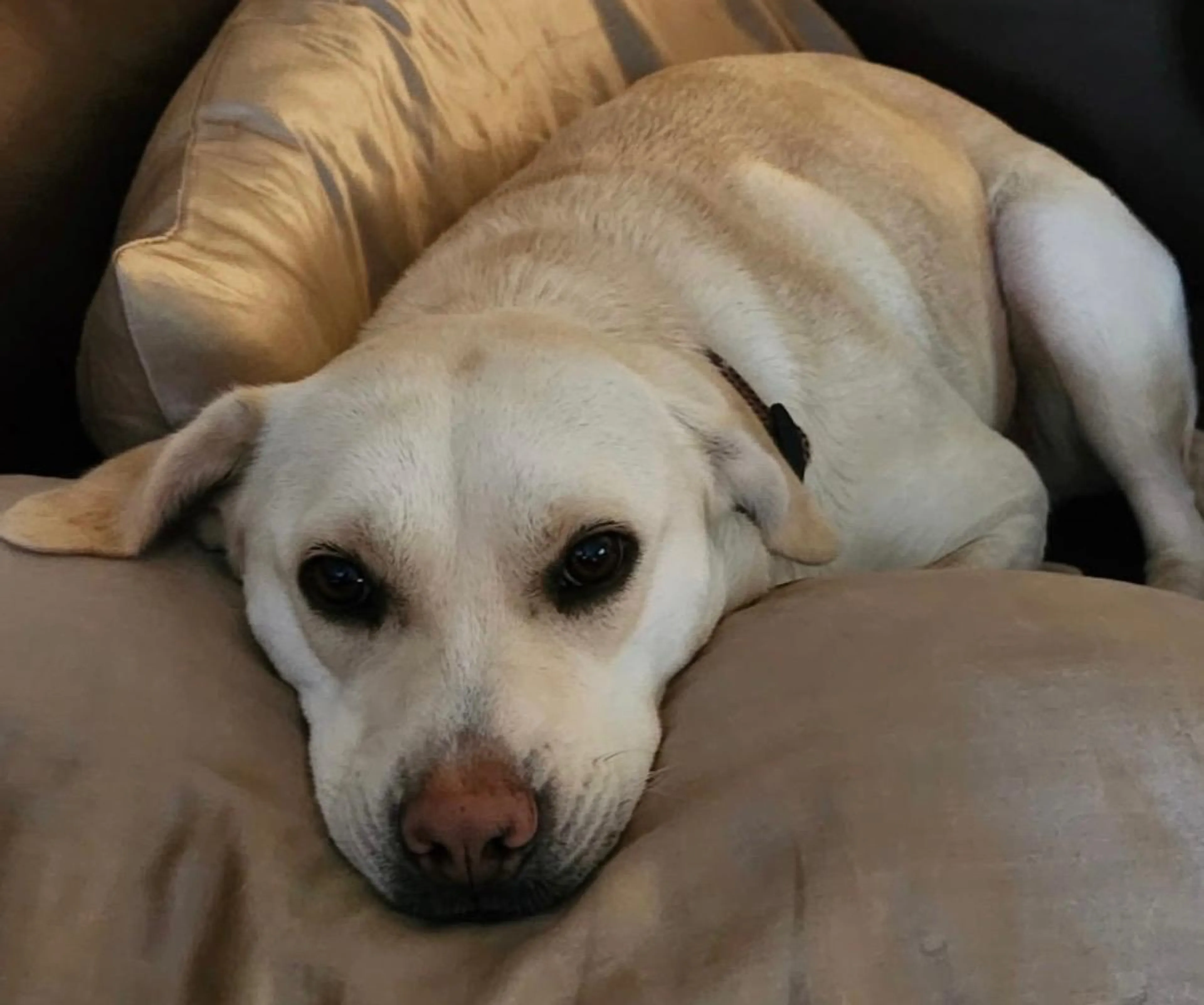 Found pet-1
