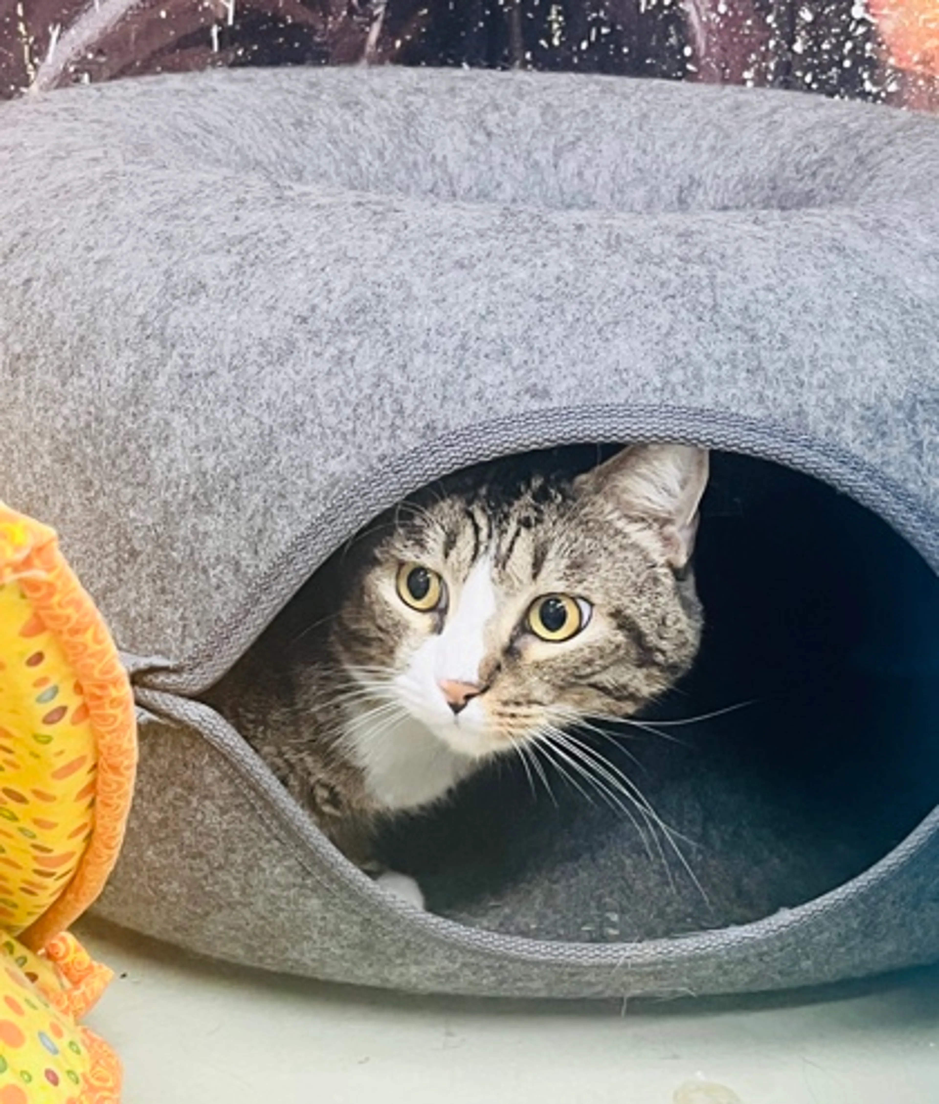 Found pet-1