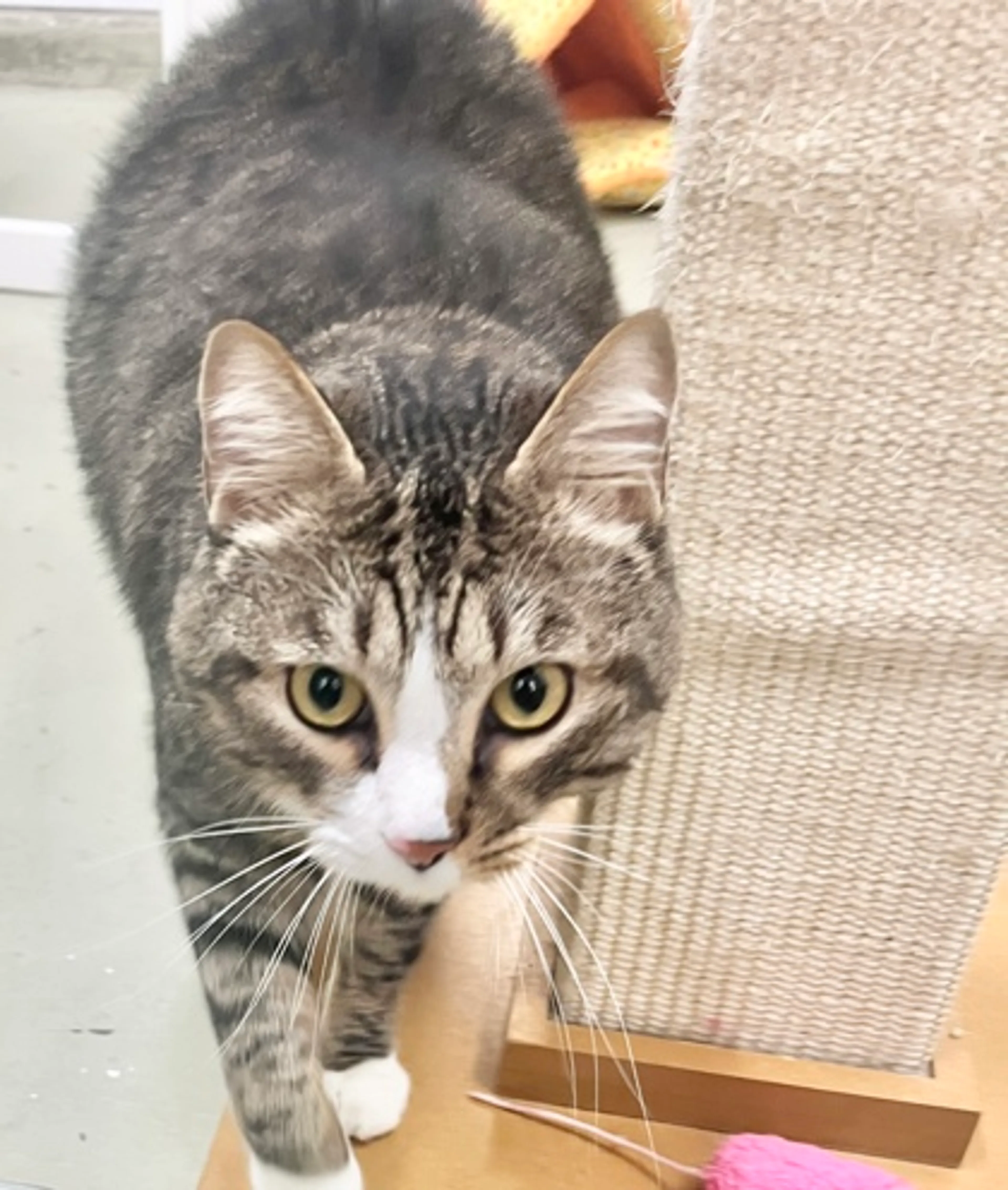 Found pet-0