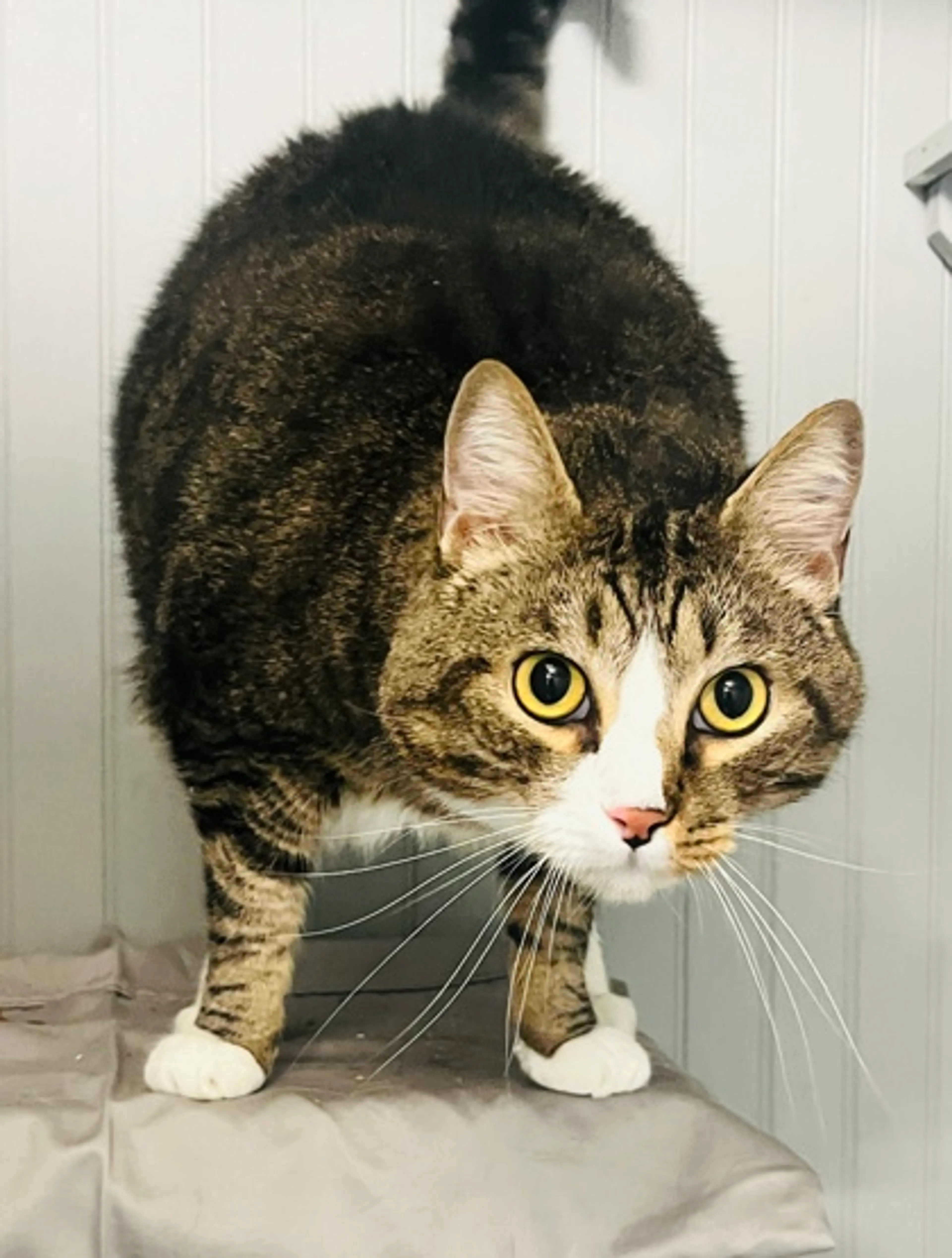 Found pet-2
