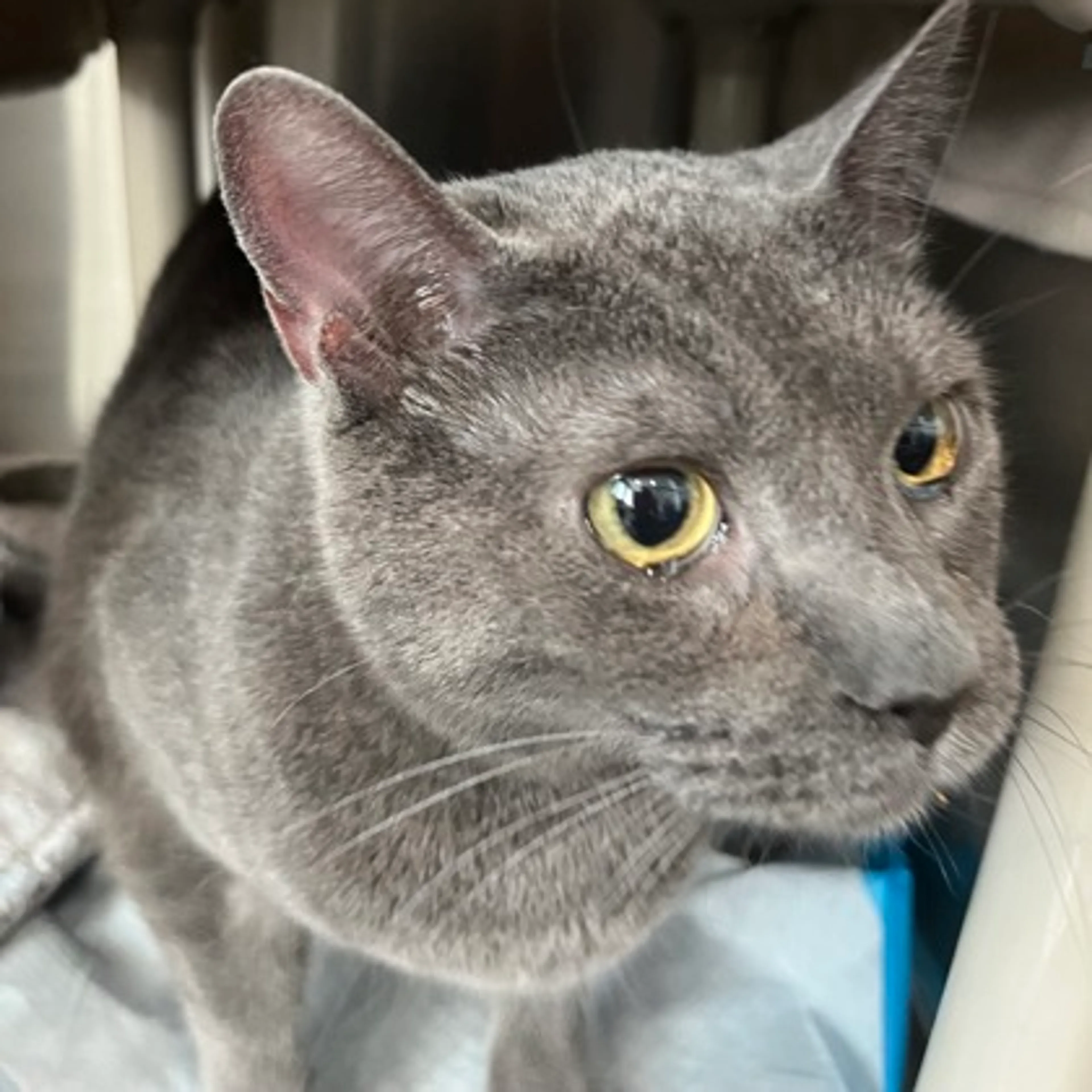 Found pet-2