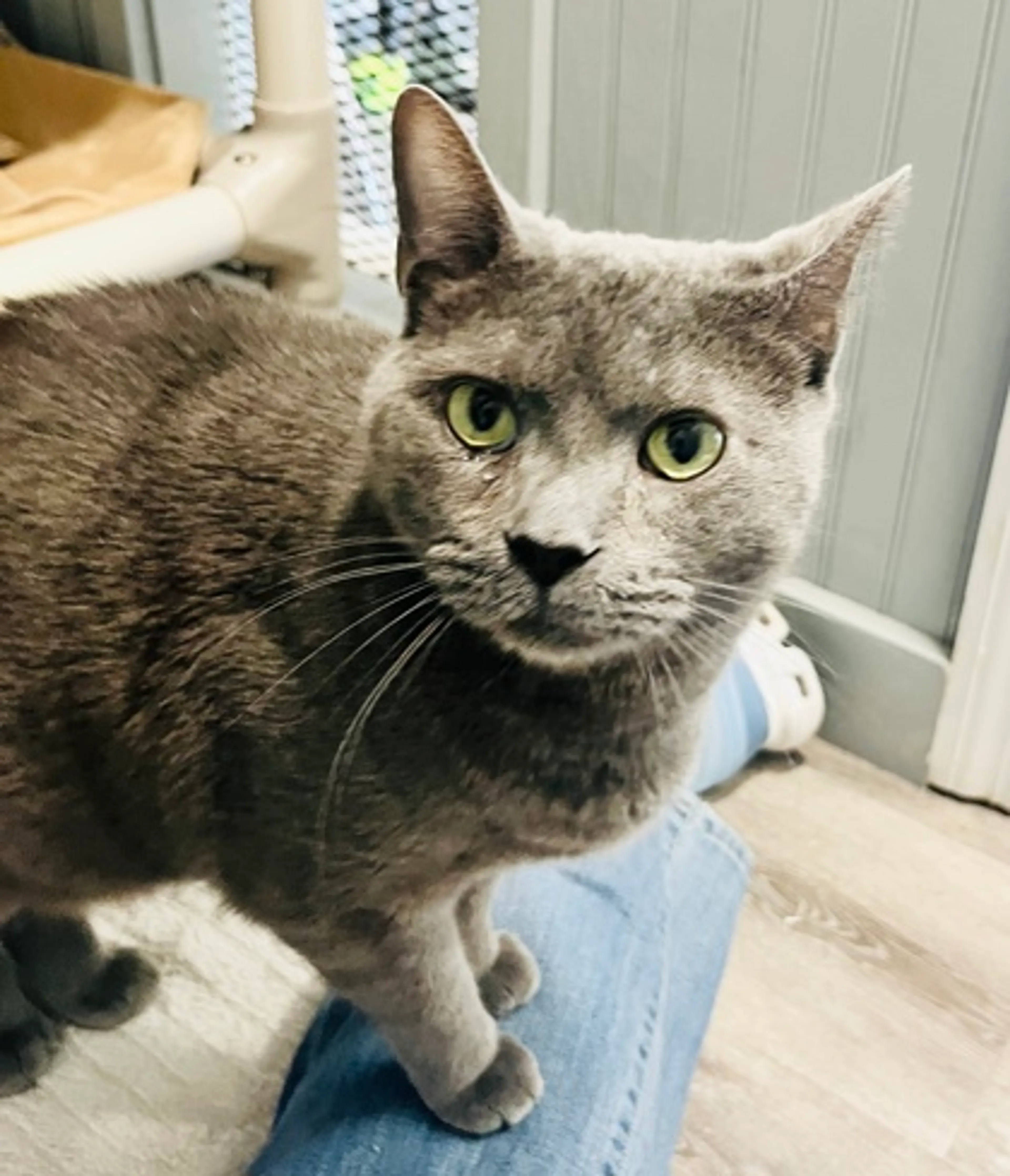 Found pet-1