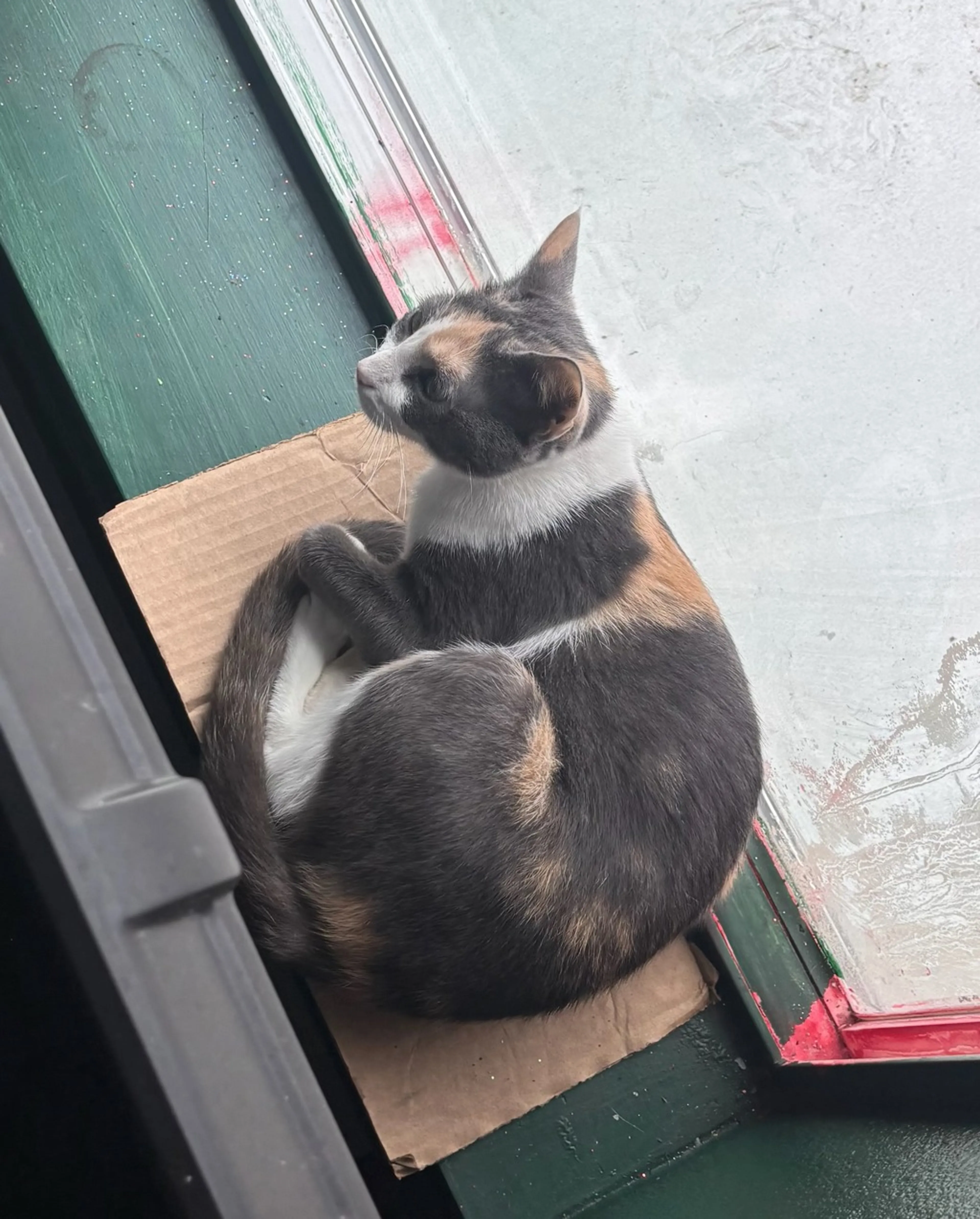 Found pet-1