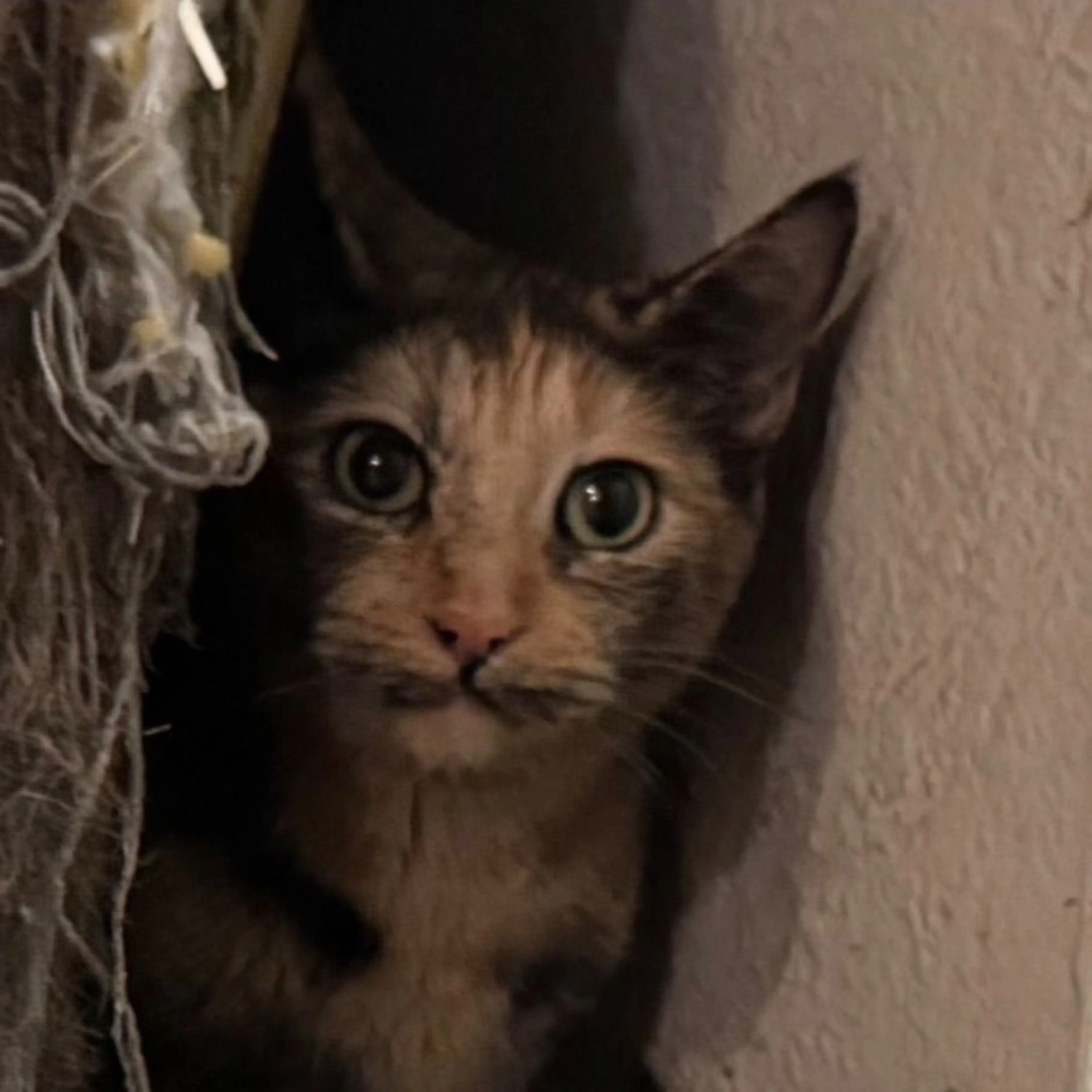 Lost pet