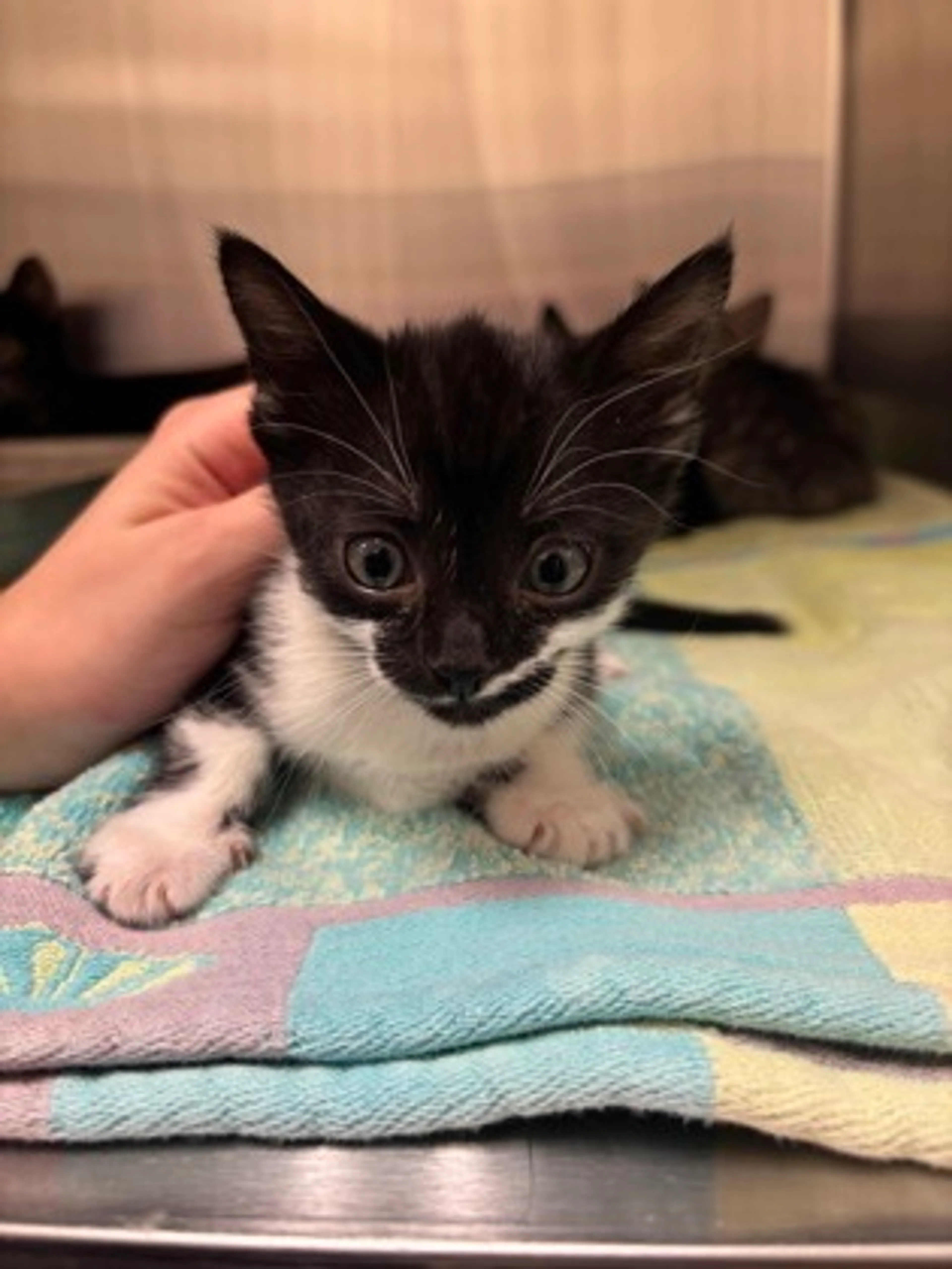 Found pet