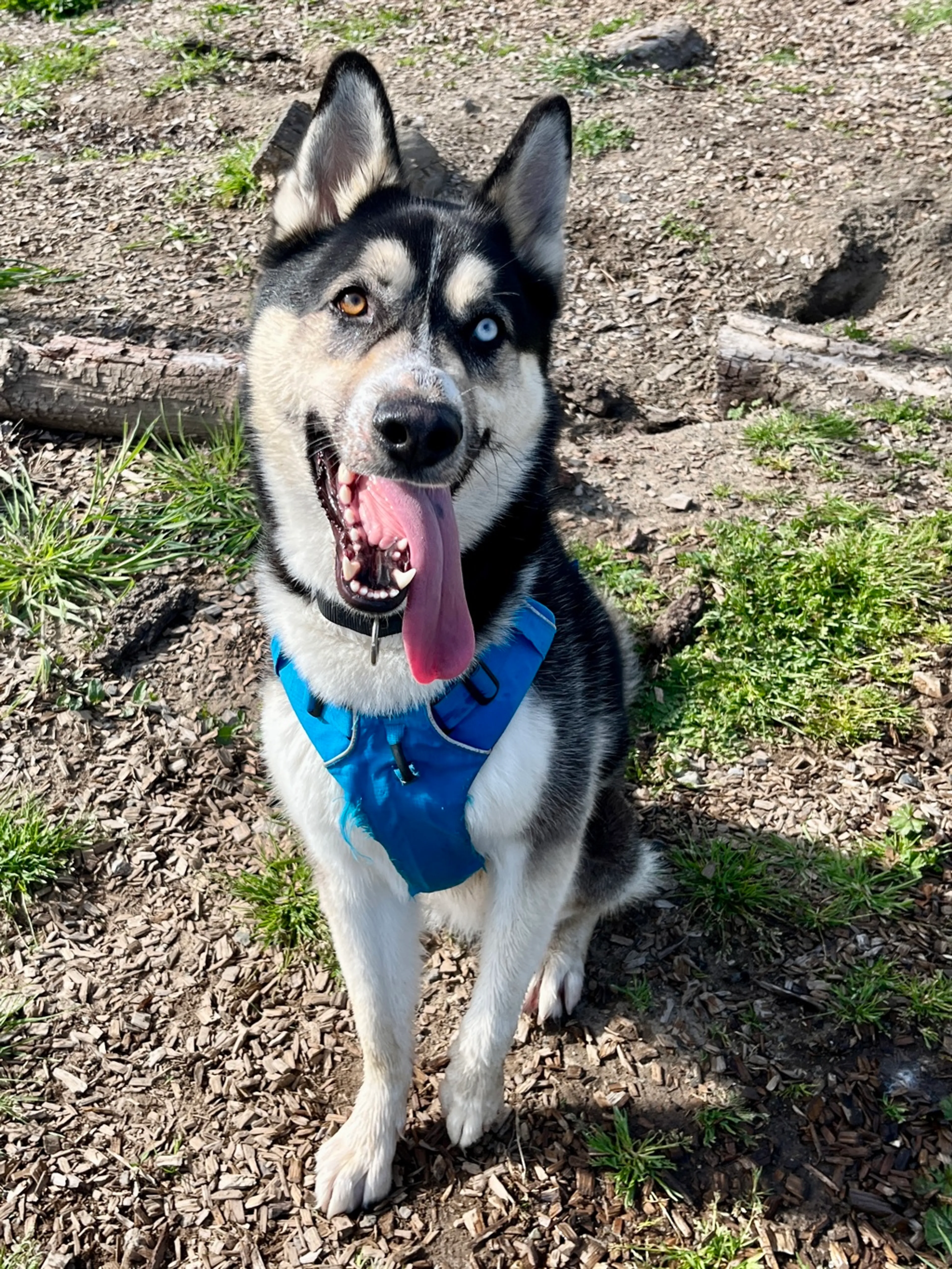 Found pet-2