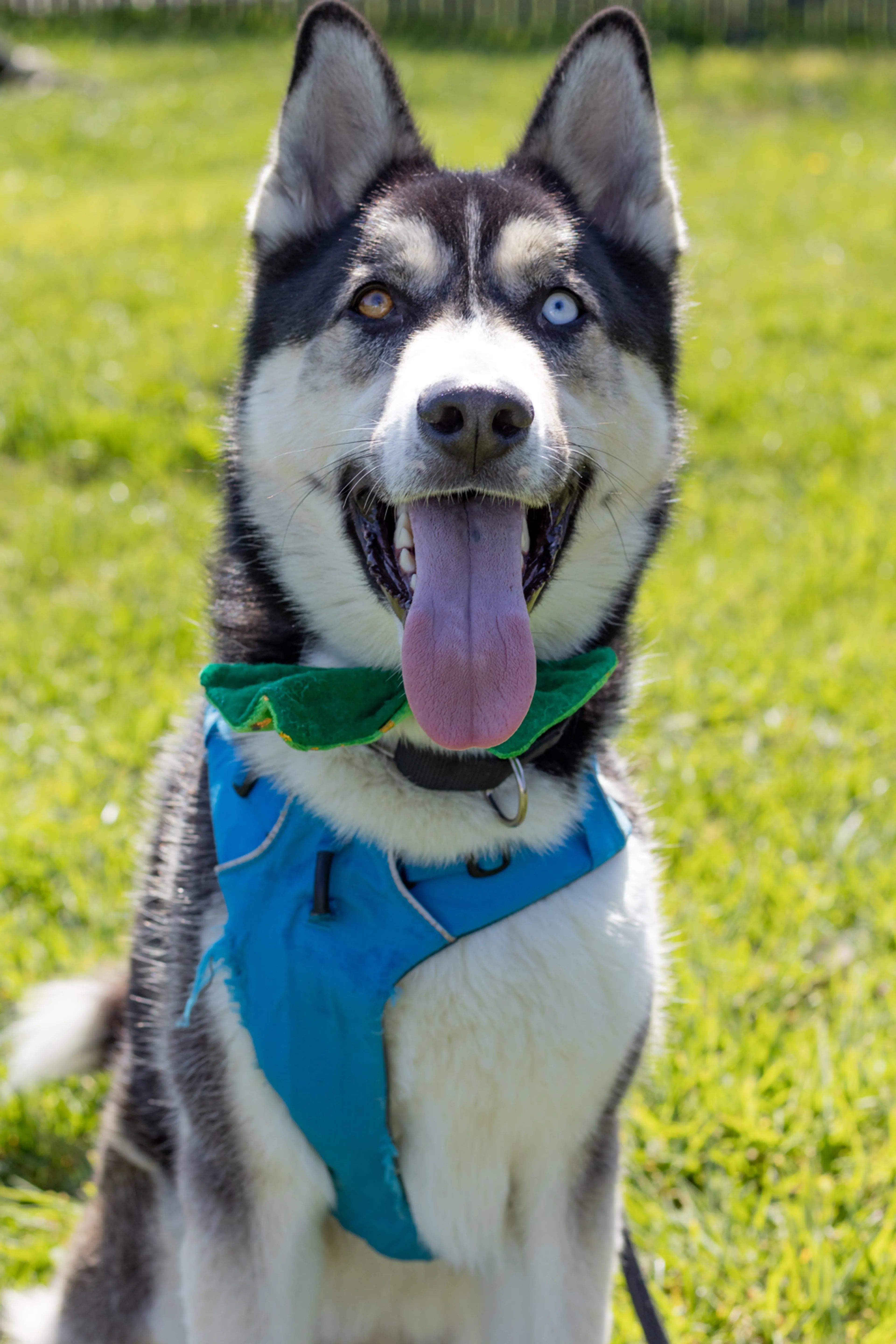 Found pet-3