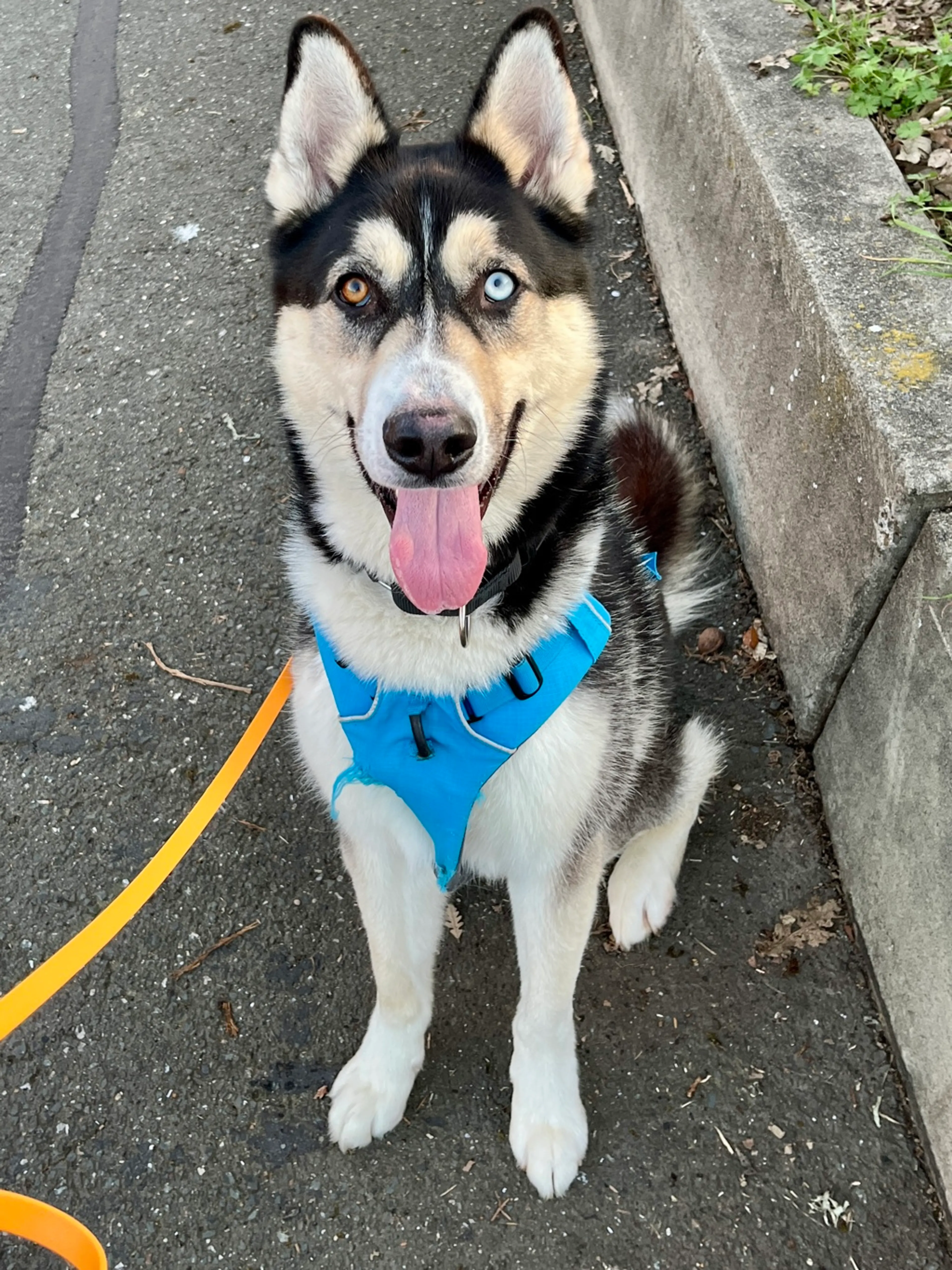 Found pet-10