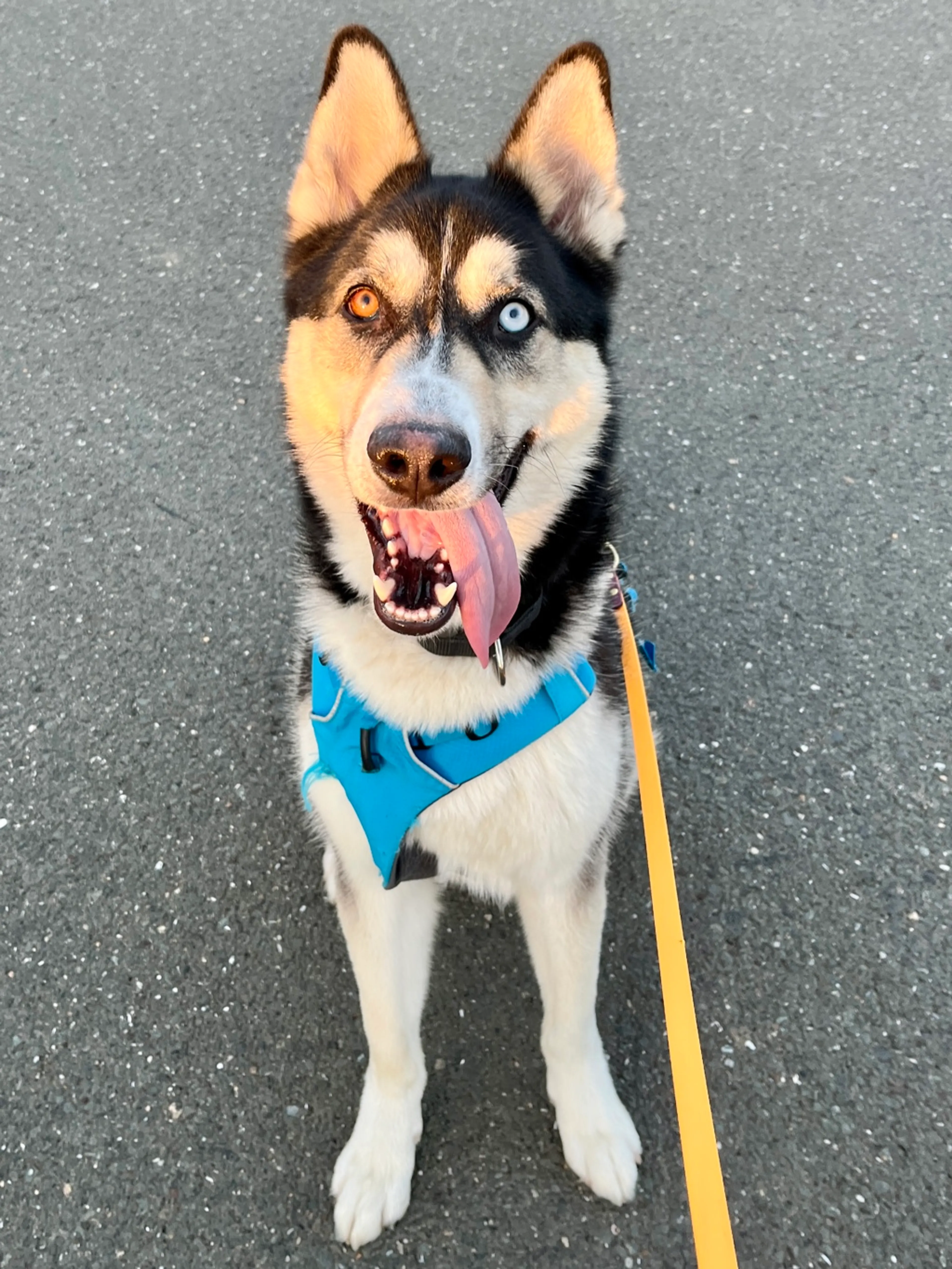 Found pet-11