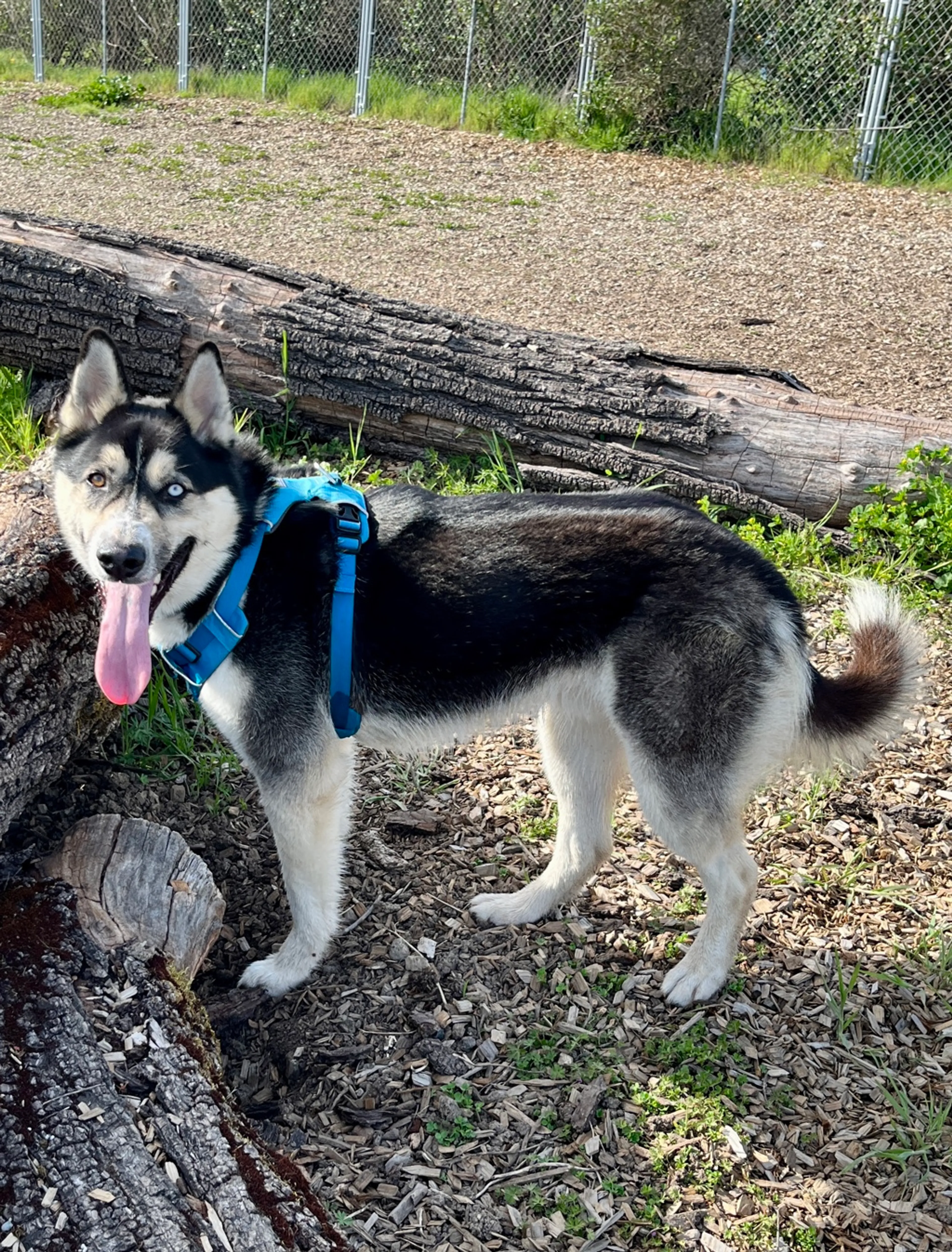 Found pet-1