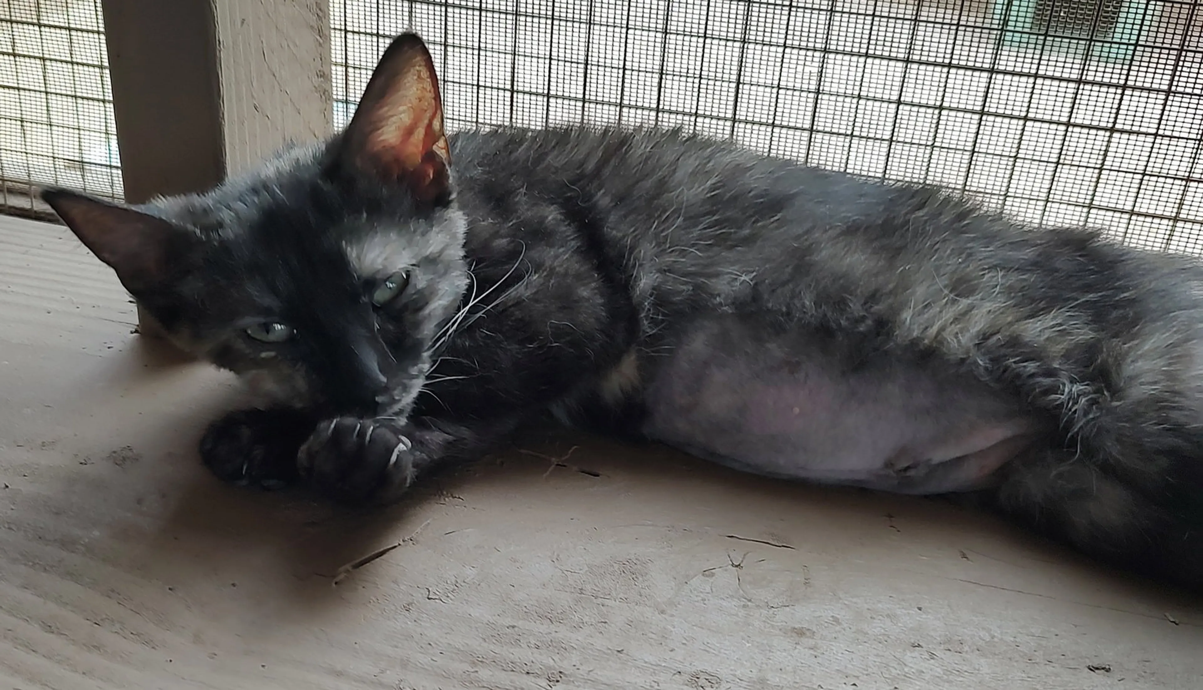 Found pet-1