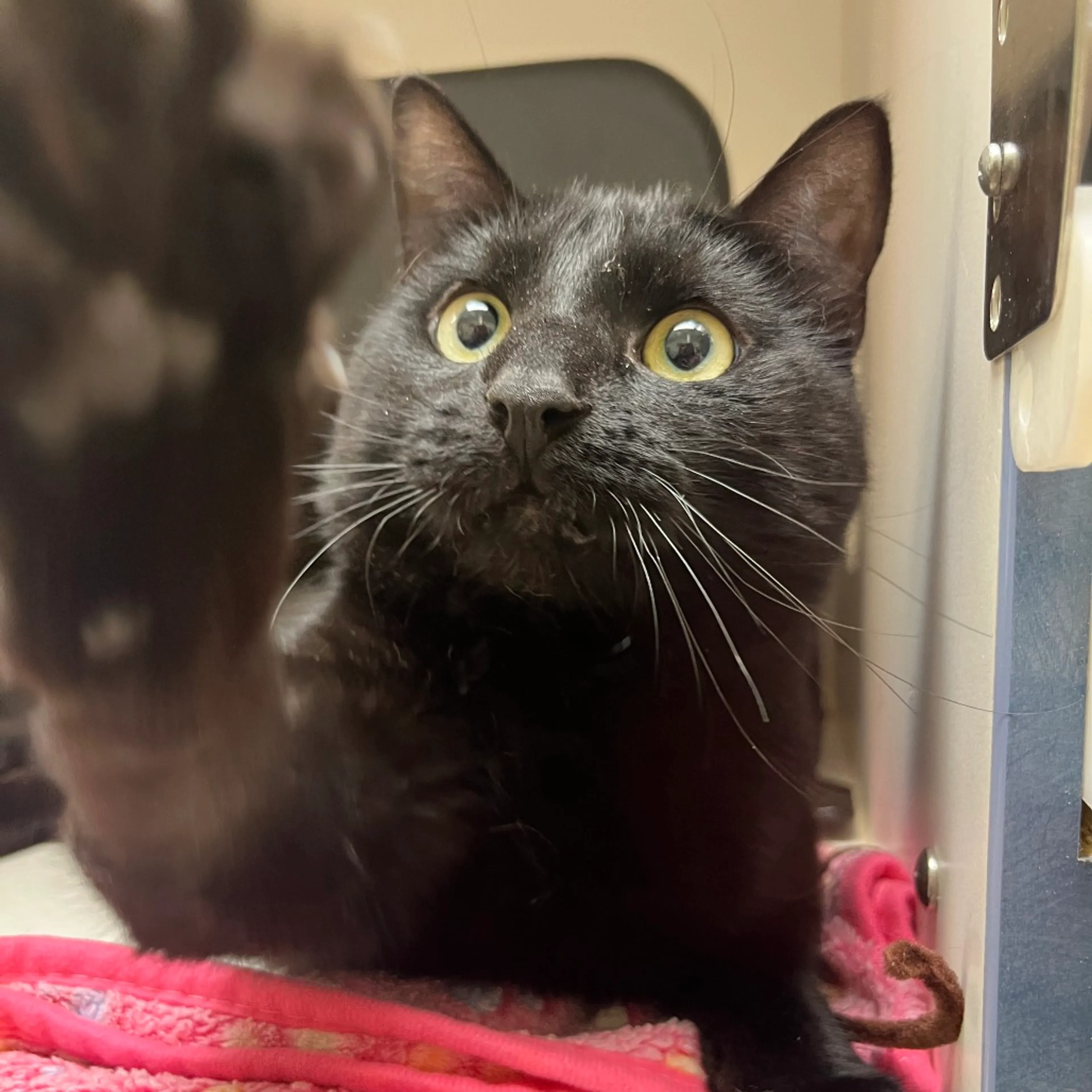 Found pet-5