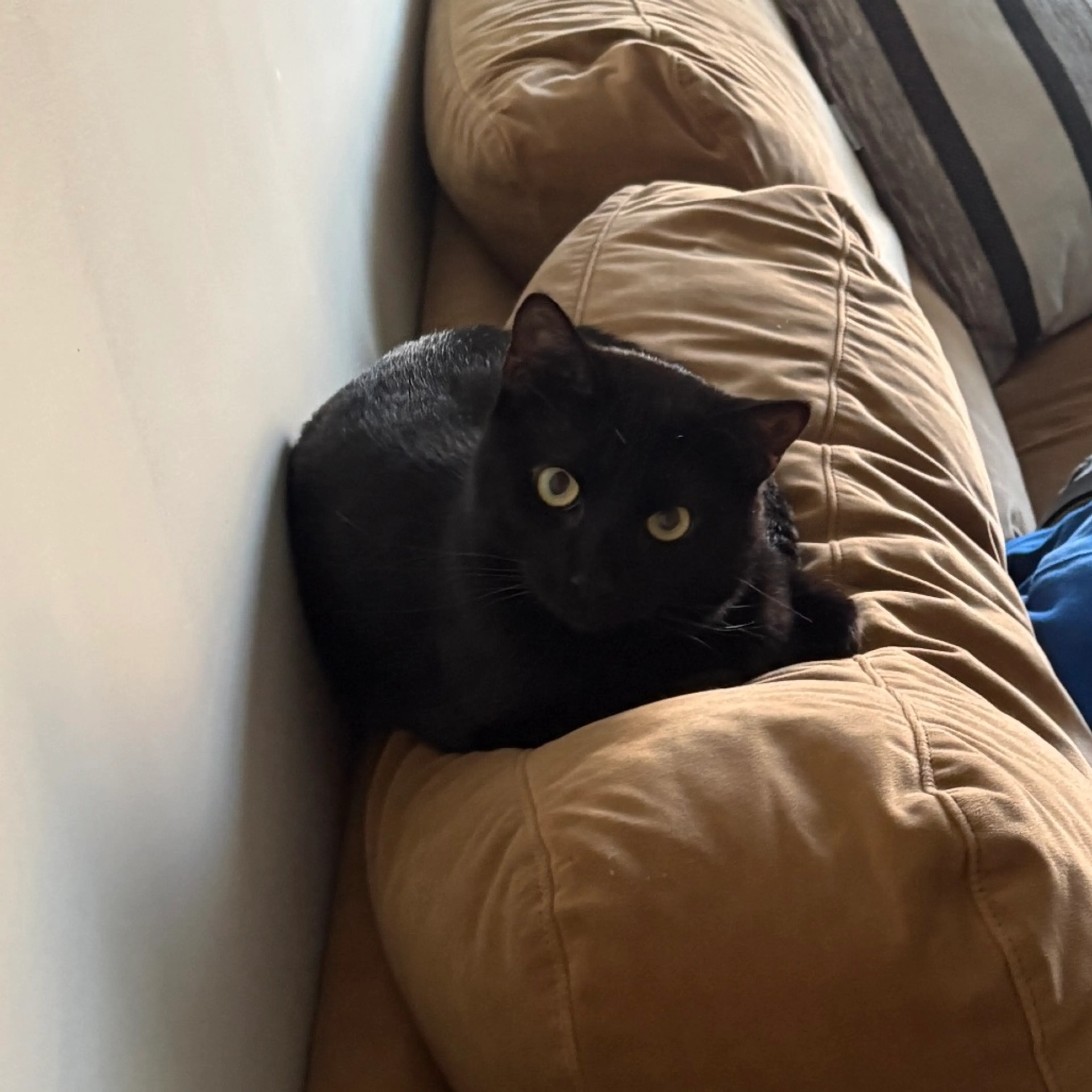 Found pet-3