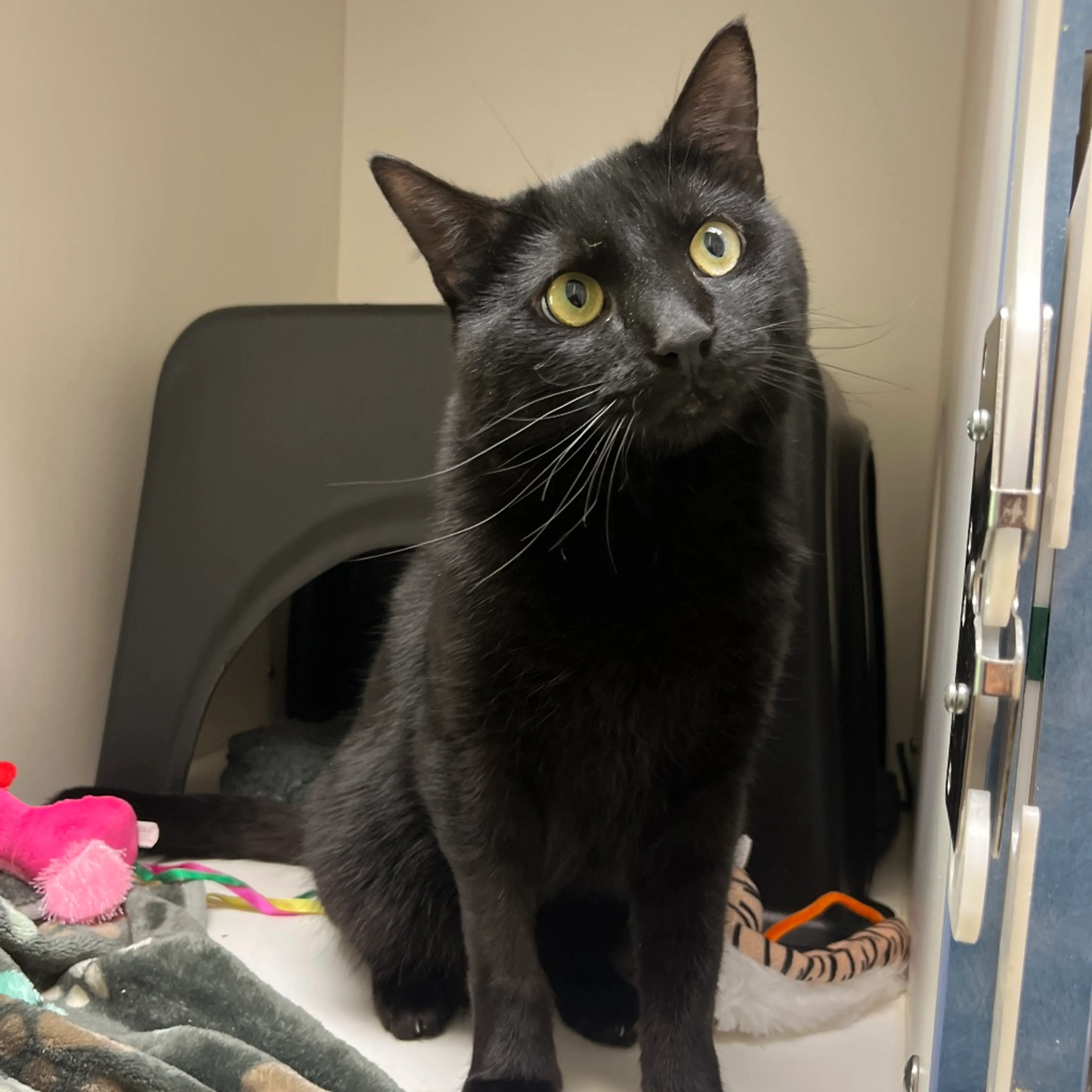Found pet-4