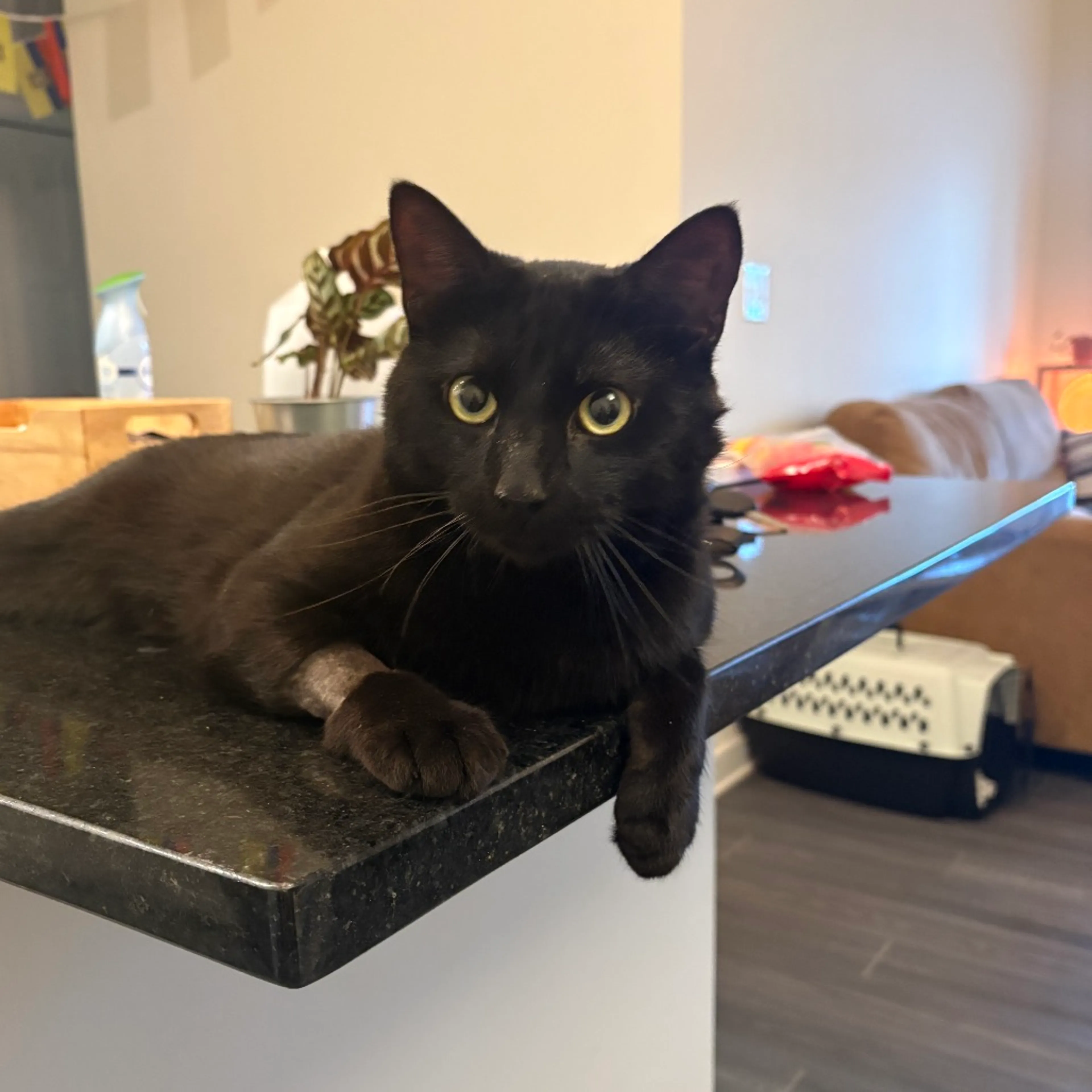 Found pet-2