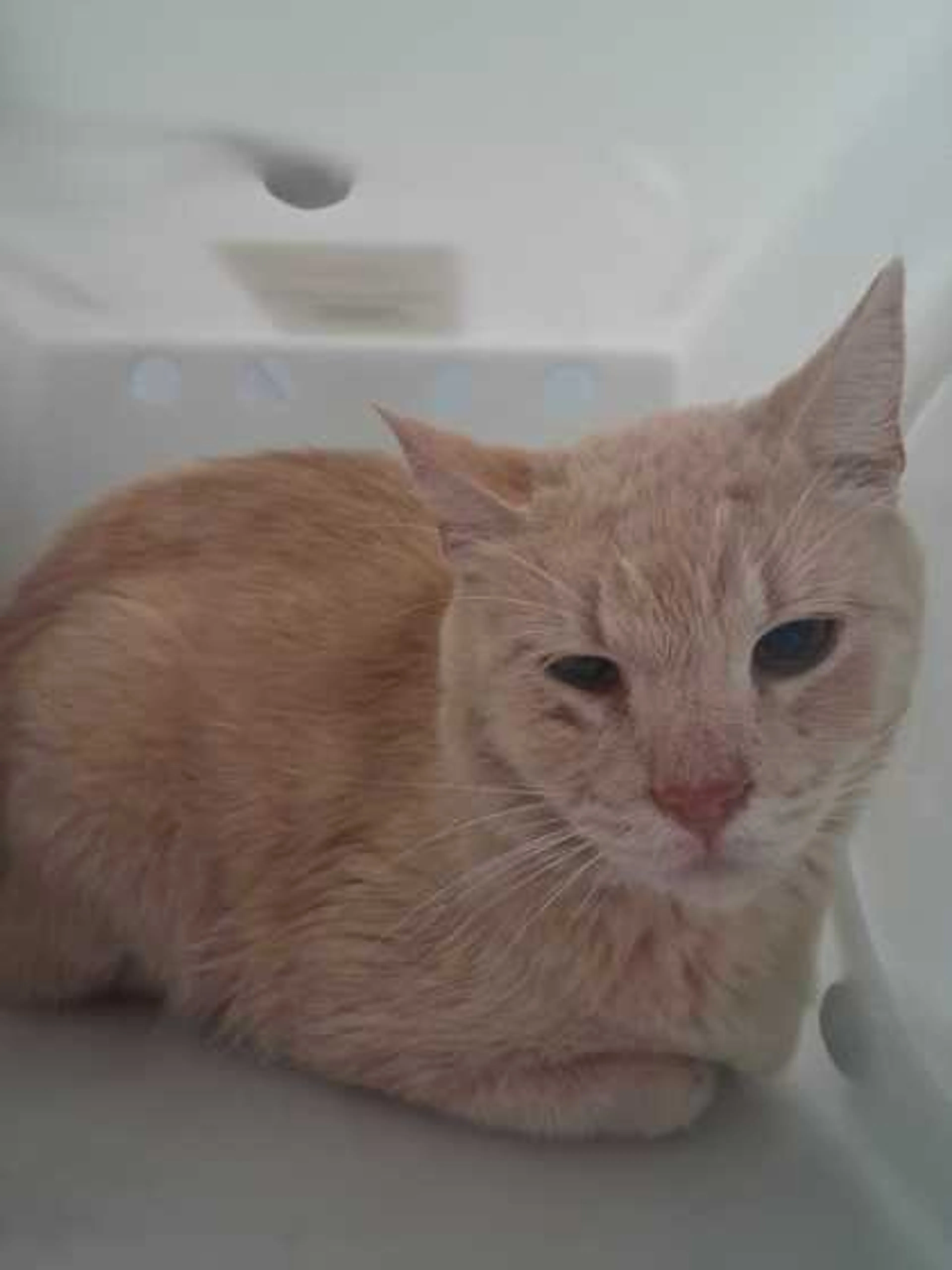 Found pet
