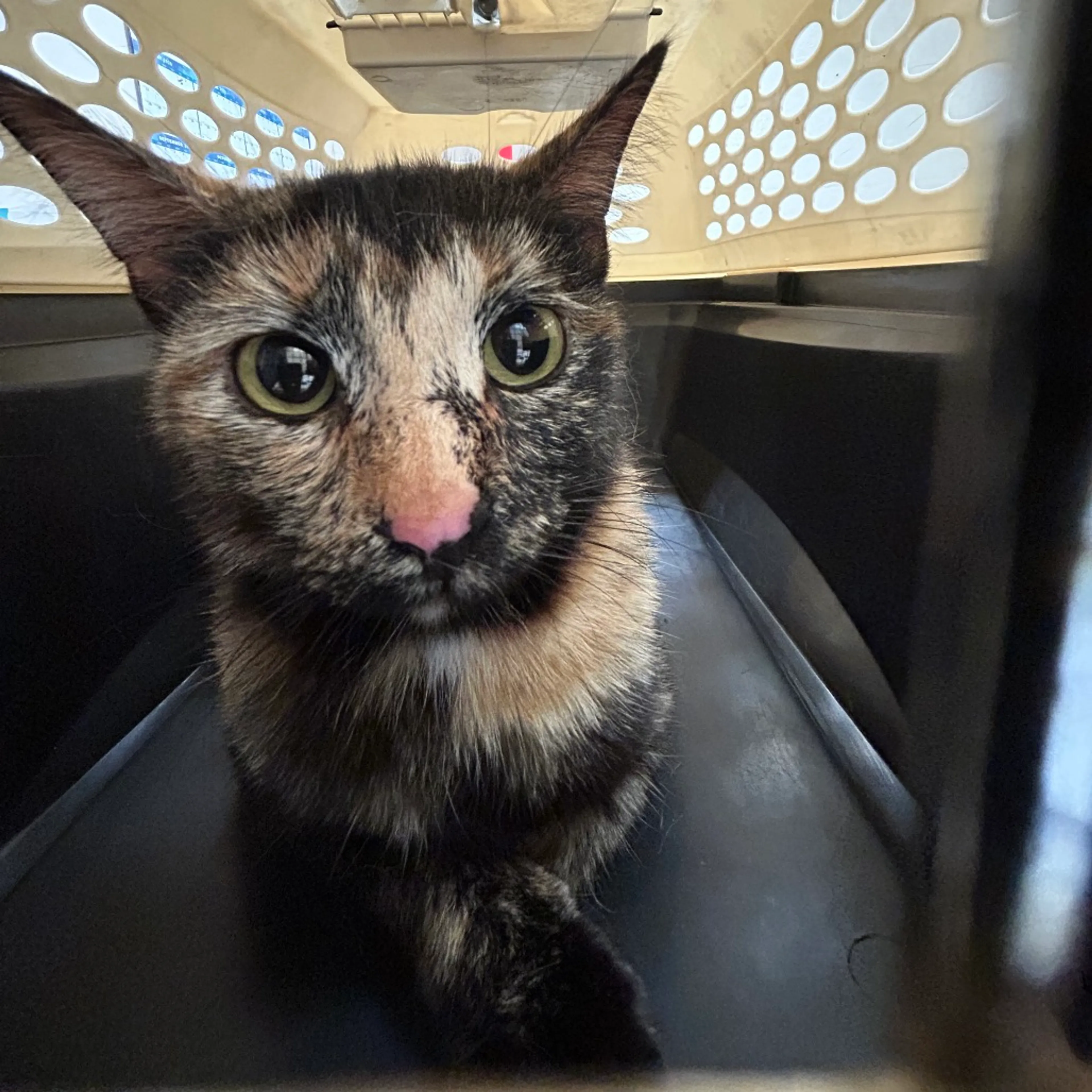 Found pet