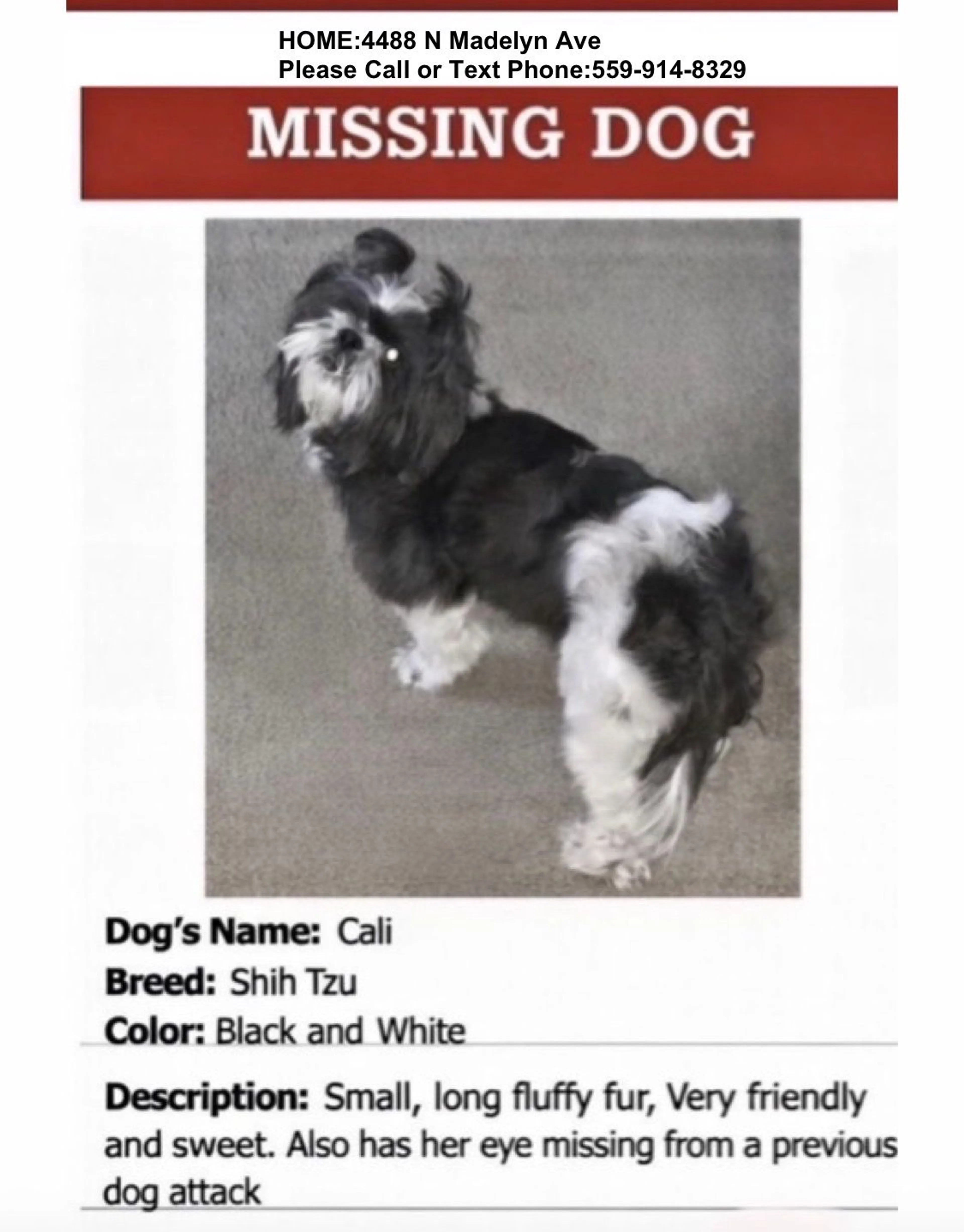 Lost pet-0