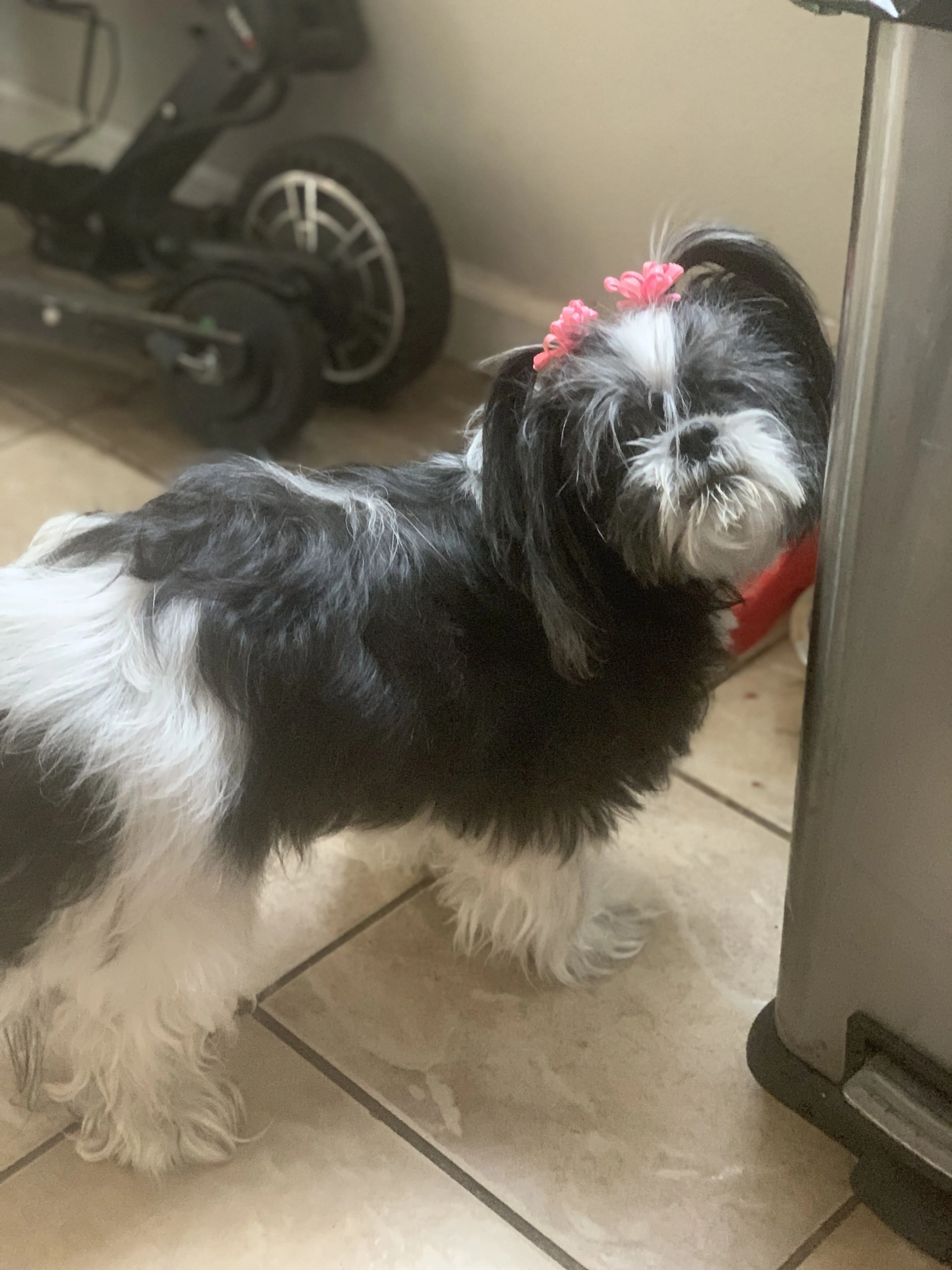 Lost pet-1