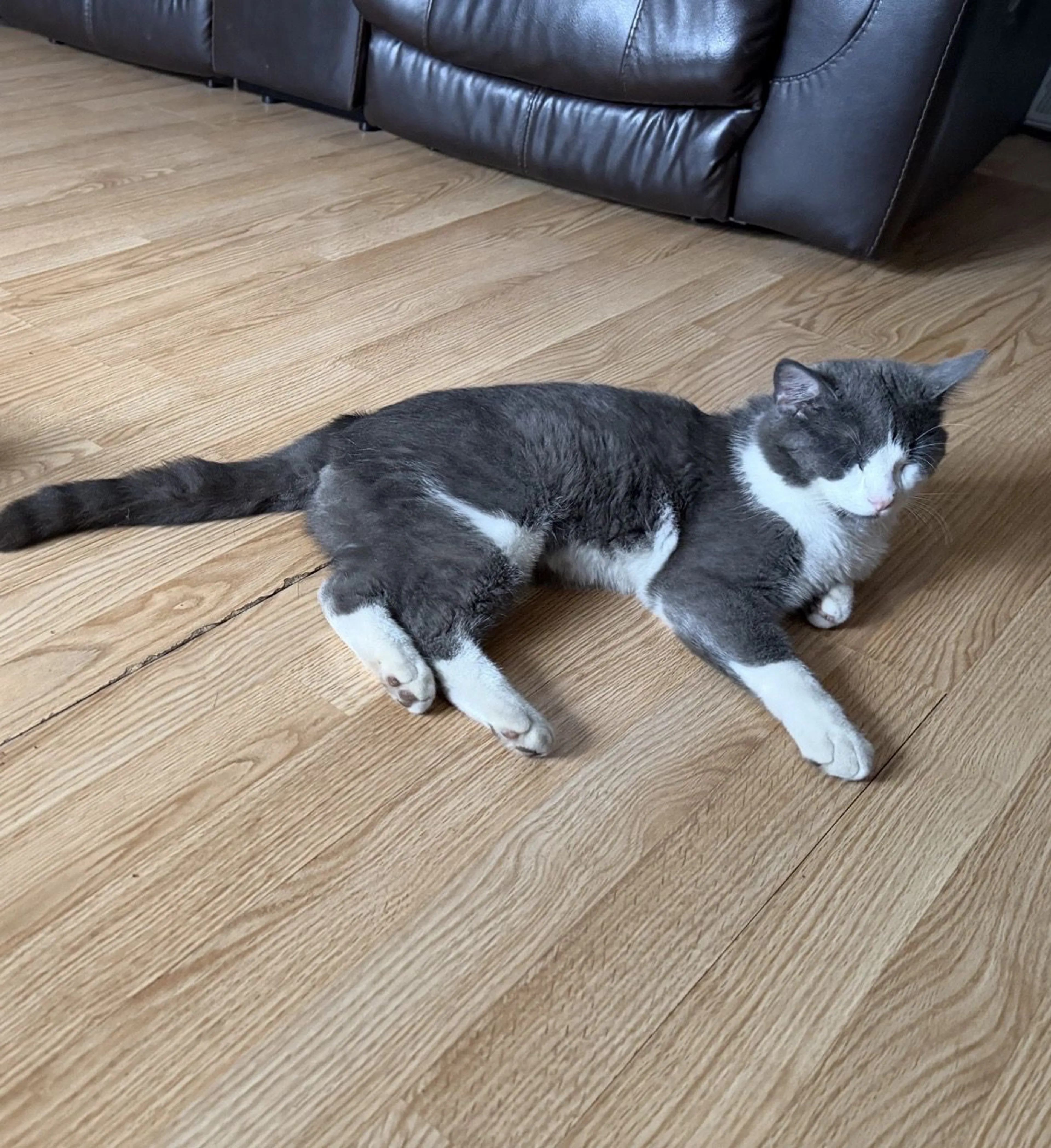 Lost pet-0