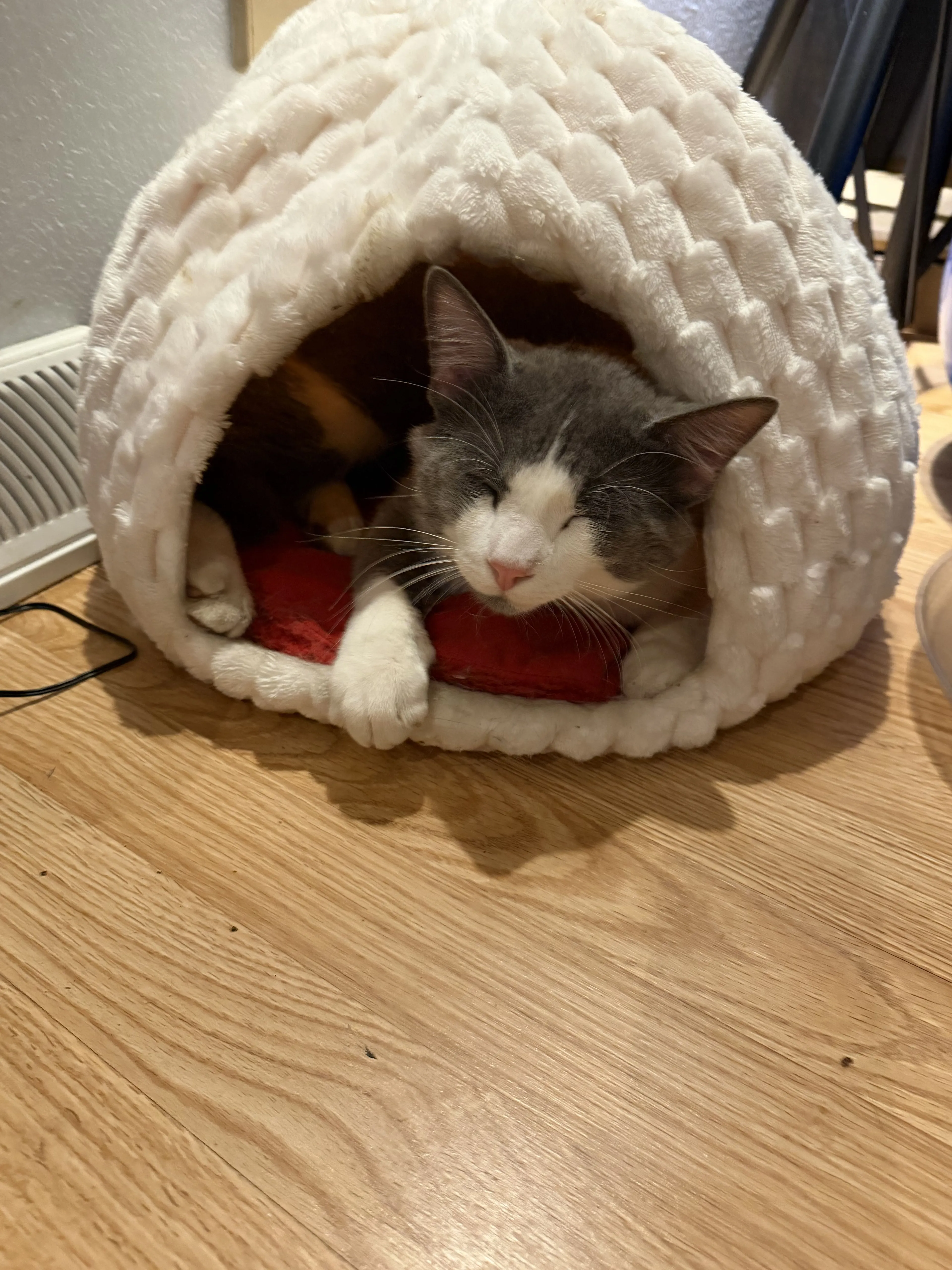Lost pet-2