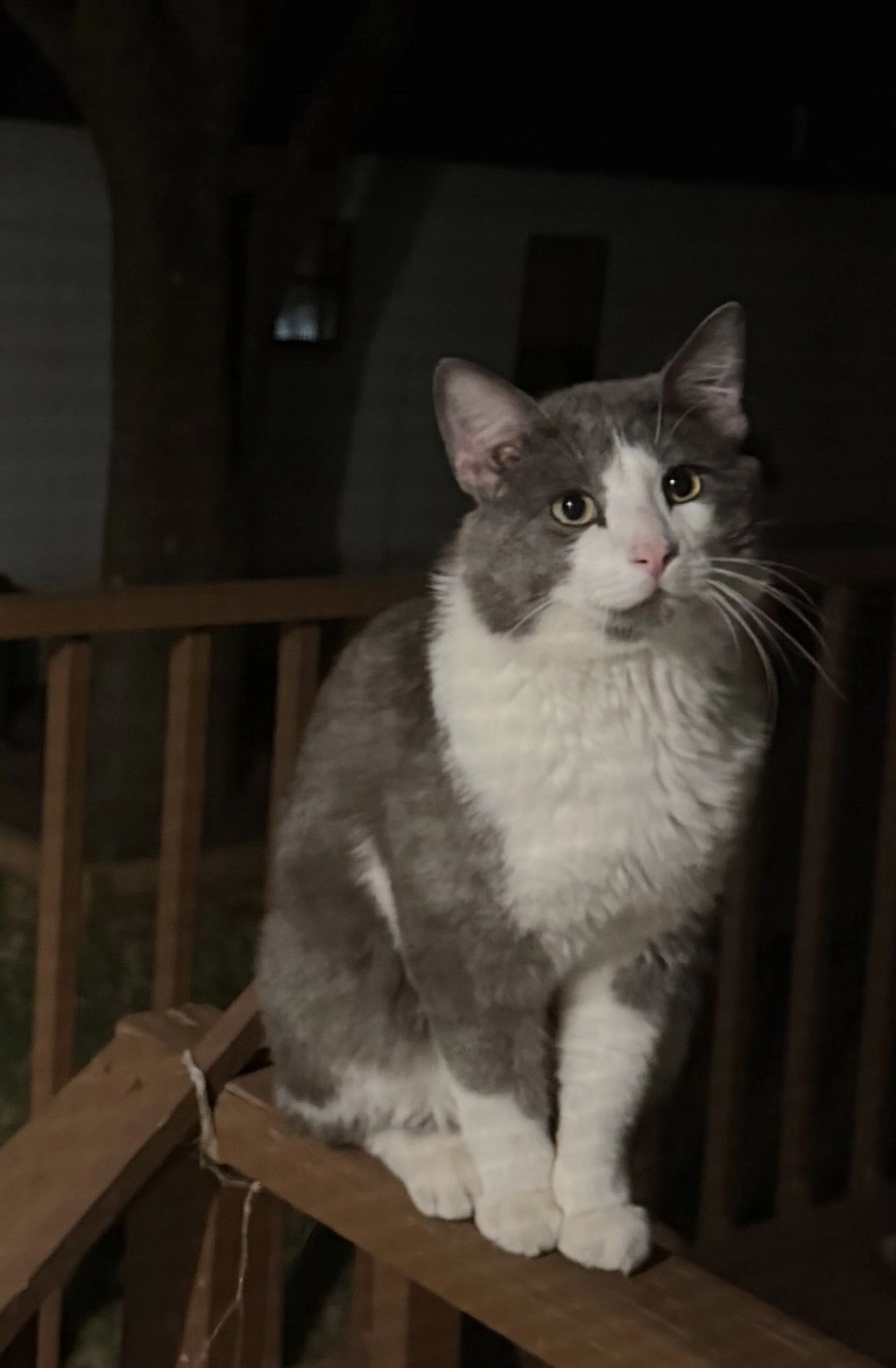 Lost pet-1