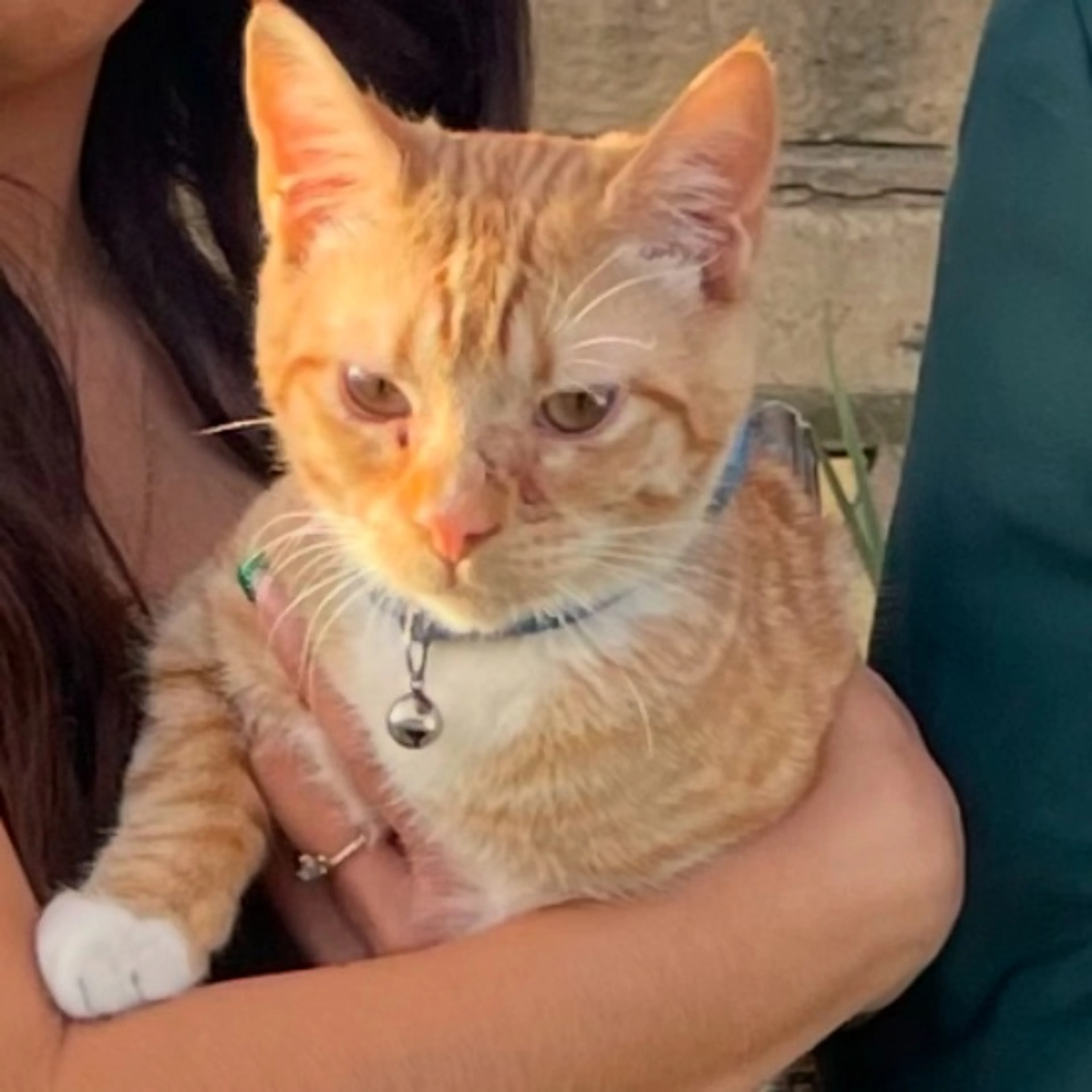 Lost pet