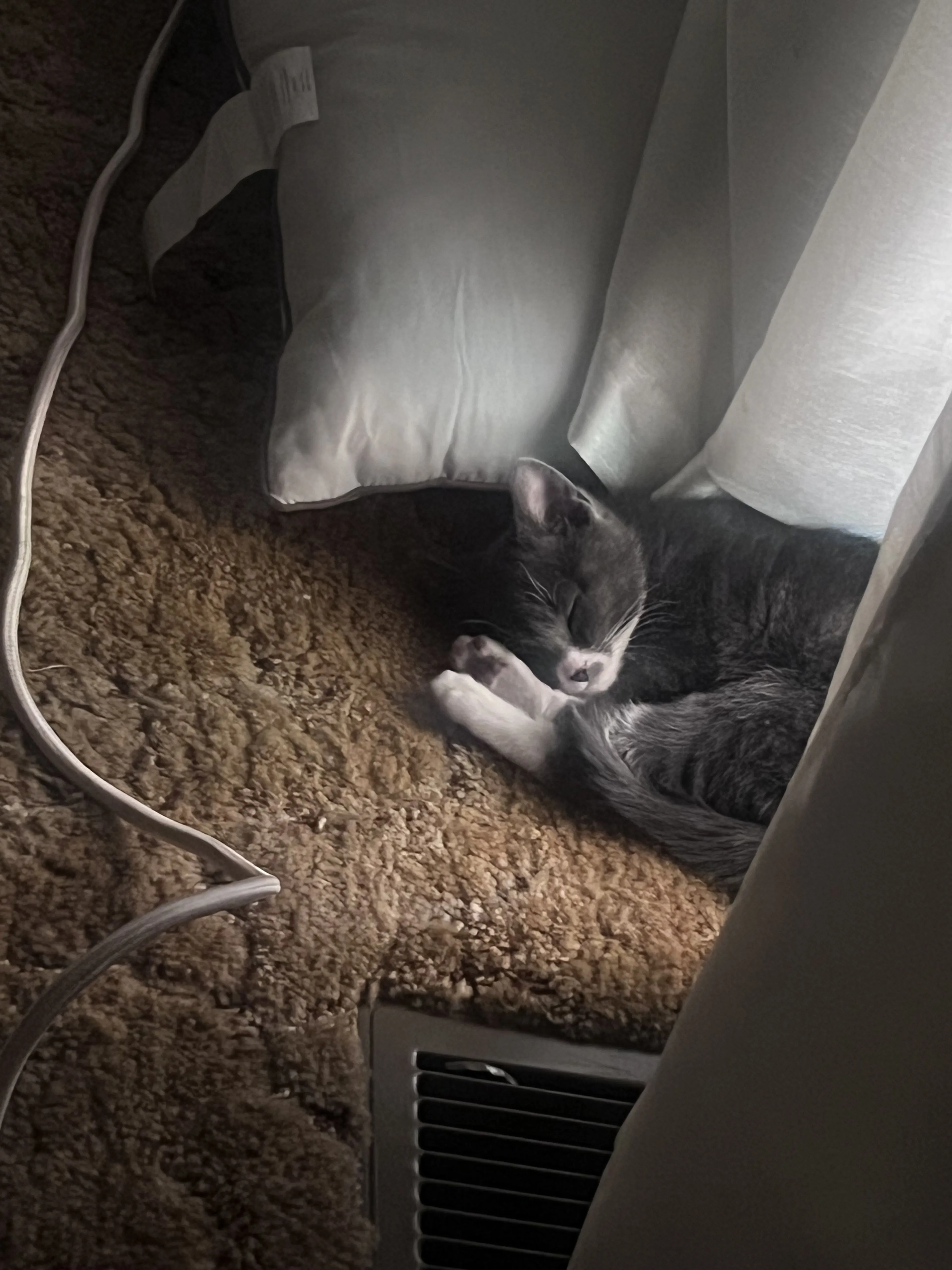 Lost pet-1