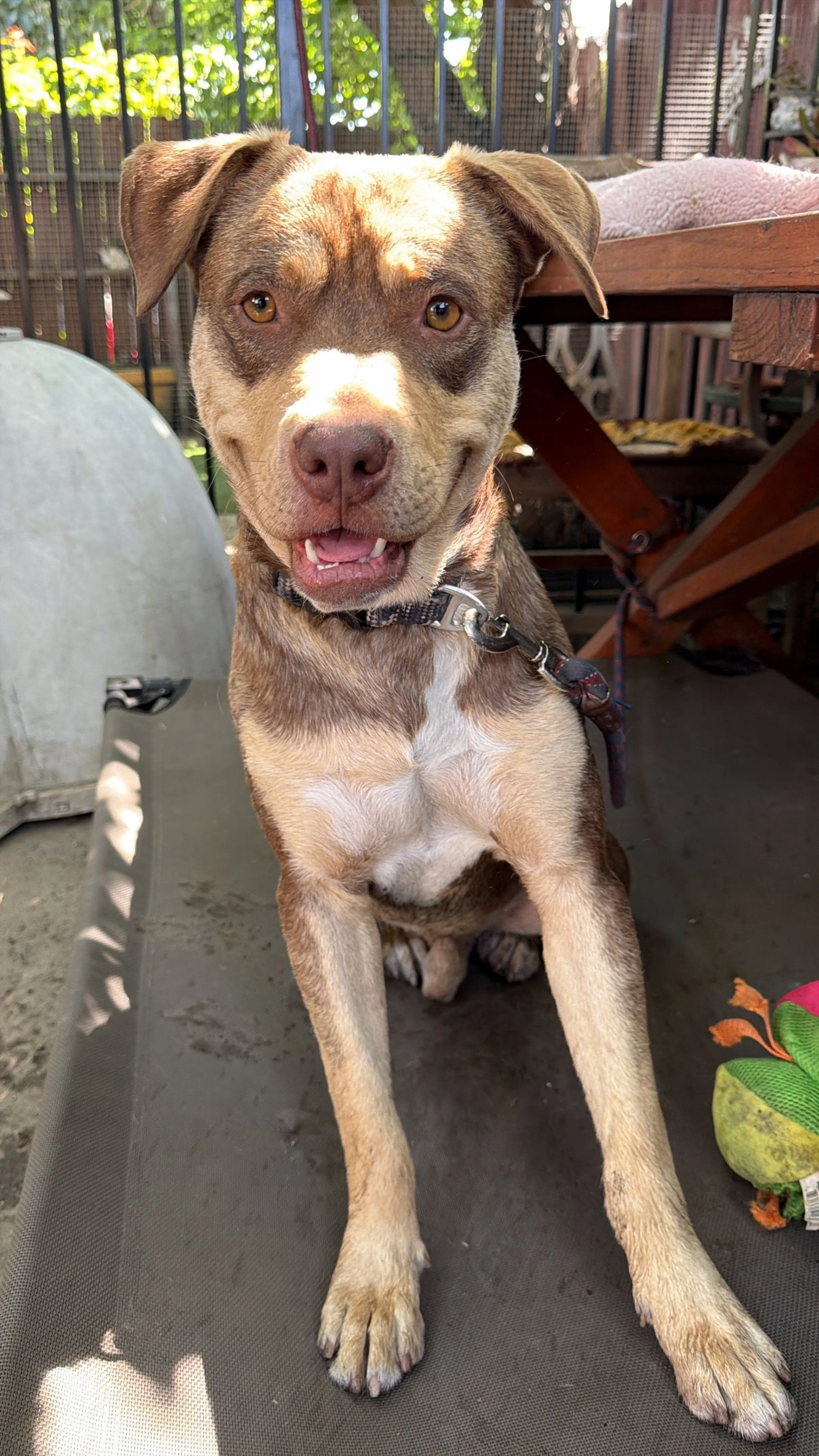 Lost pet-1