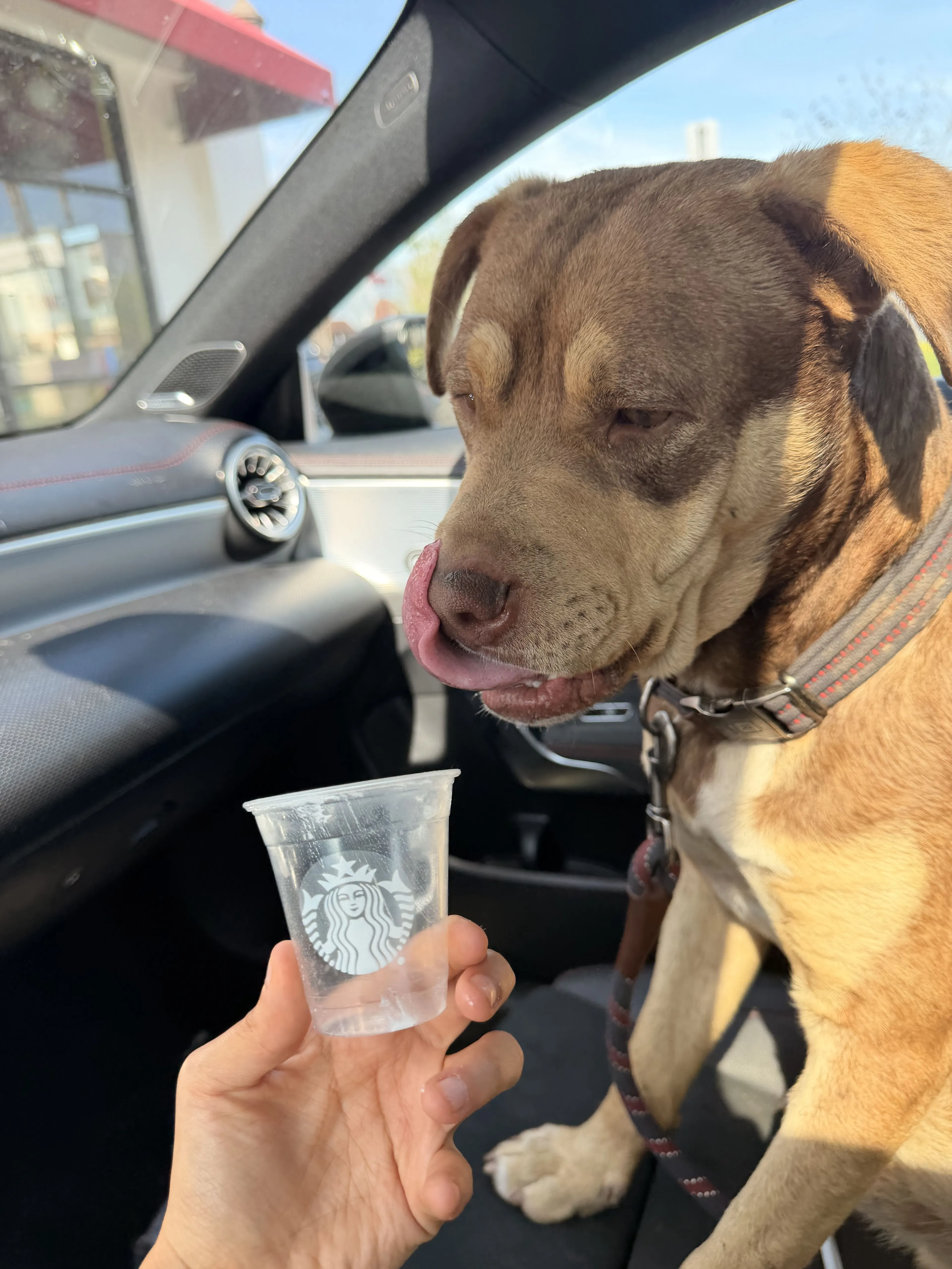 Lost pet-3