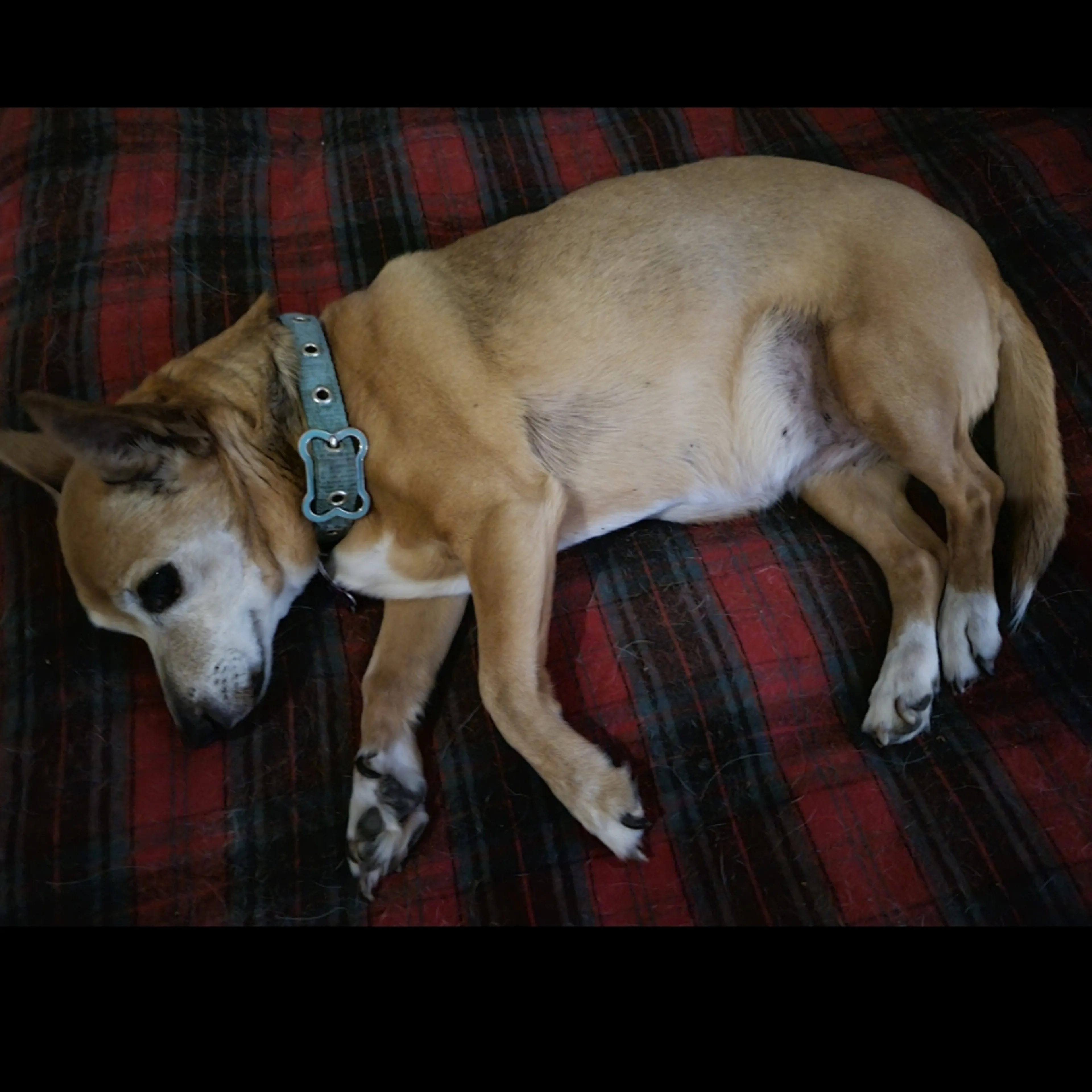 Lost pet-1