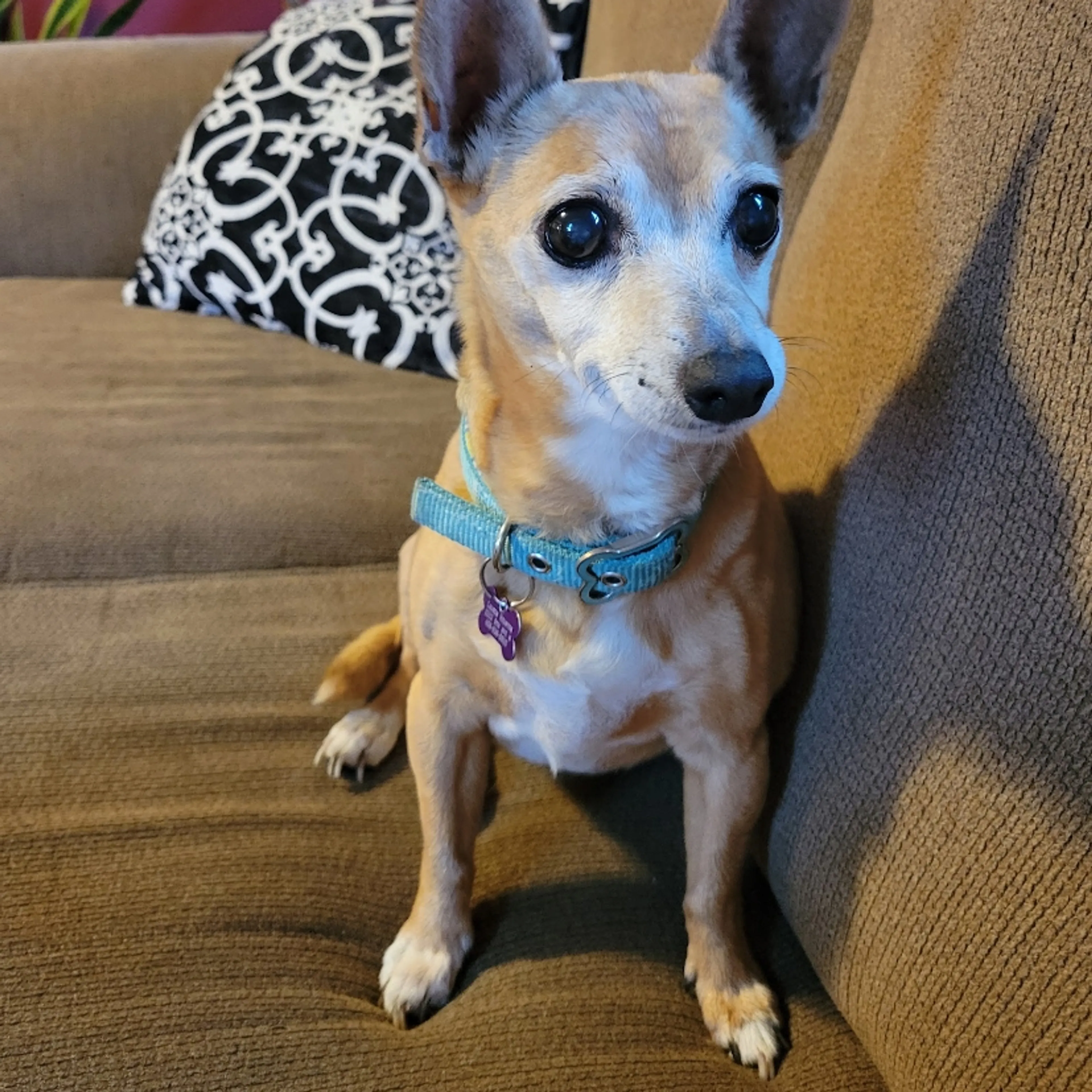 Lost pet-3