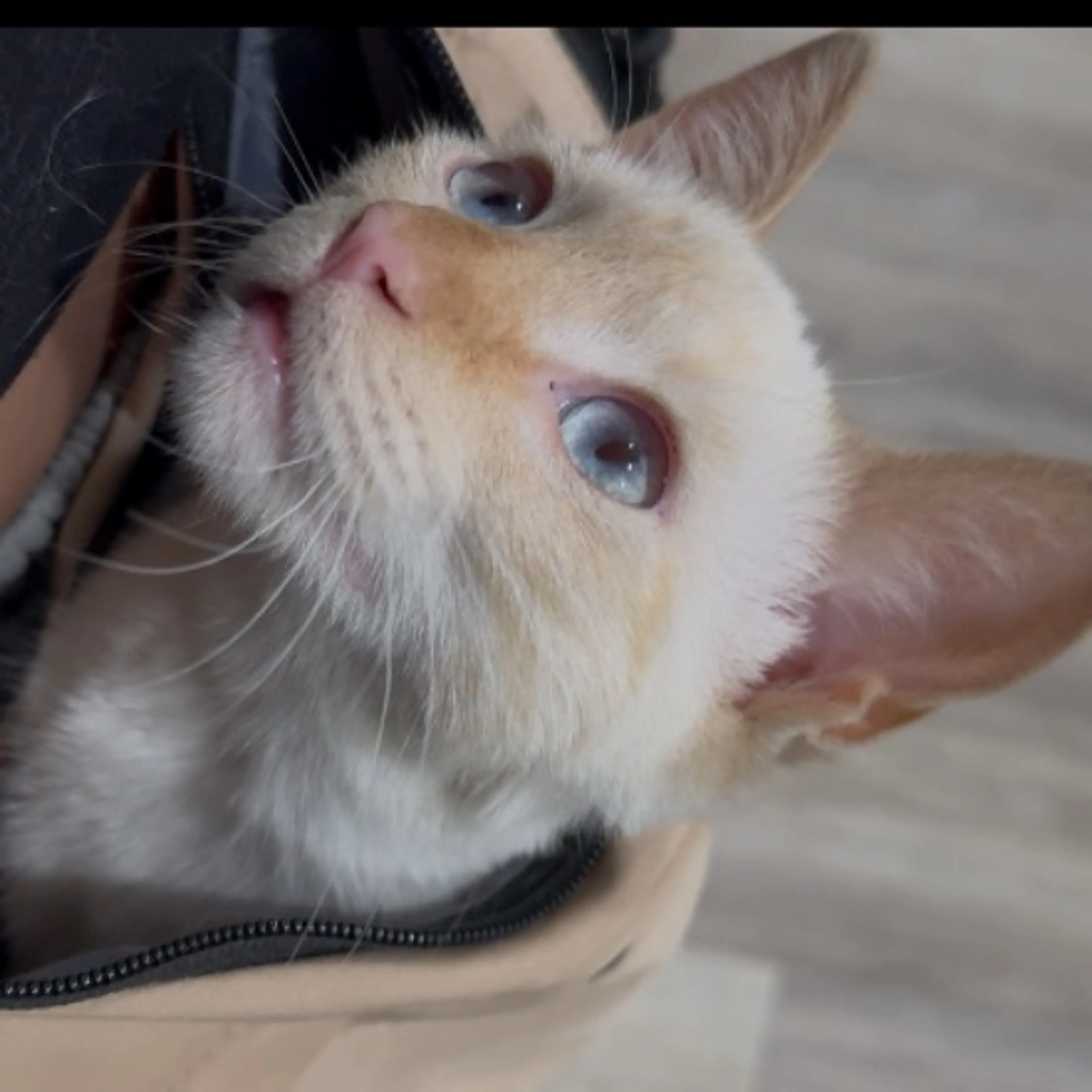 Lost pet