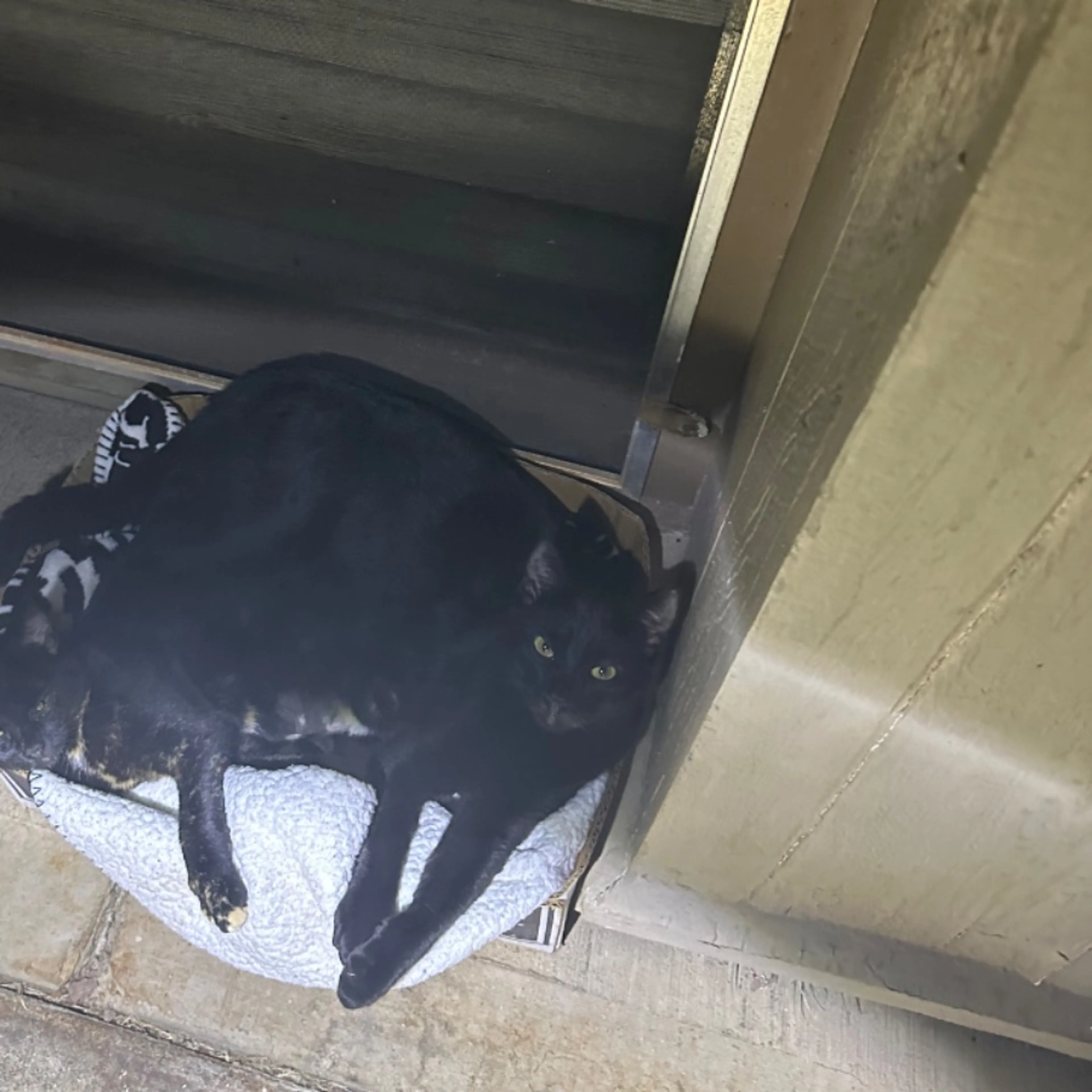 Lost pet