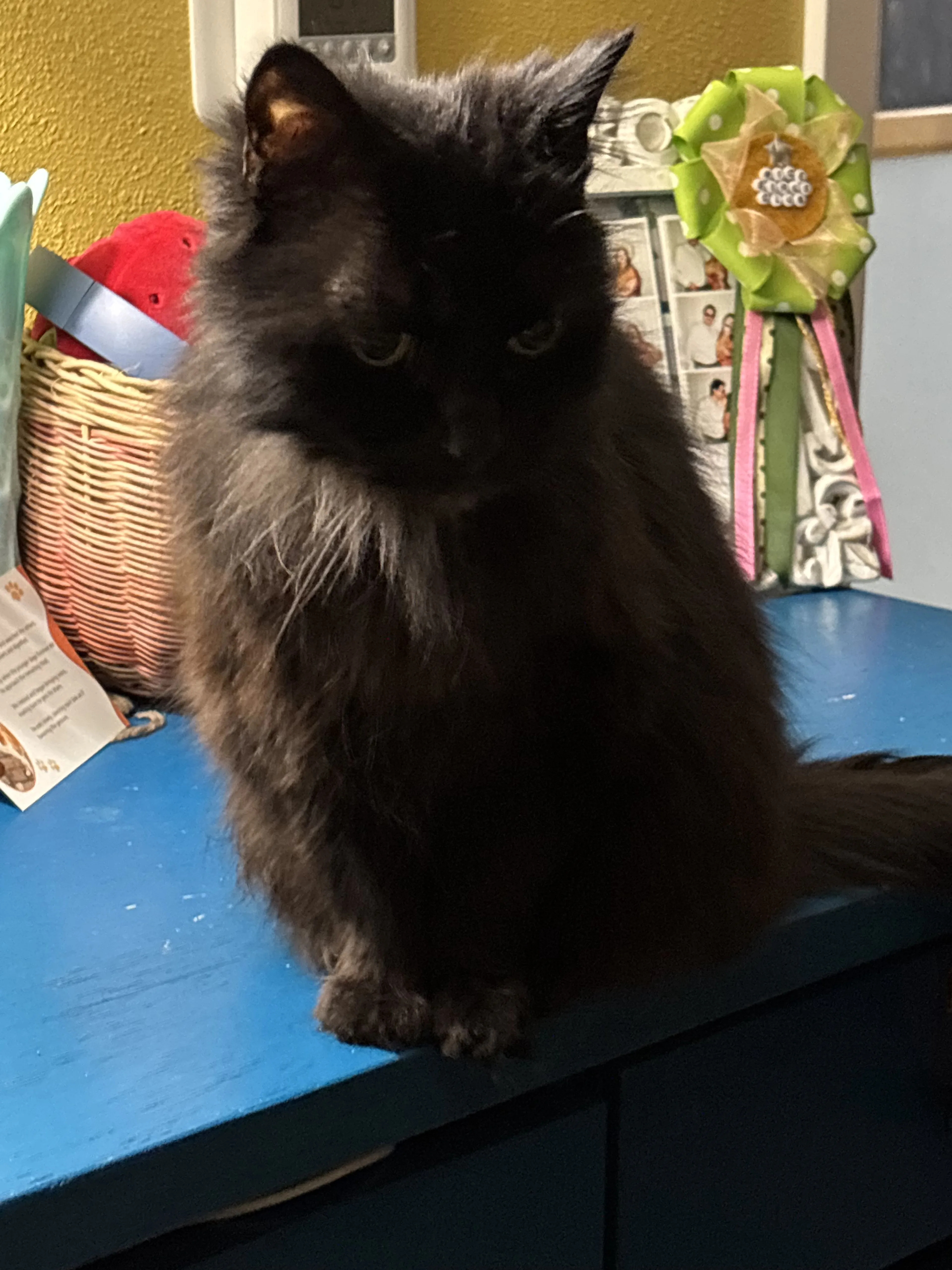 Lost pet-1