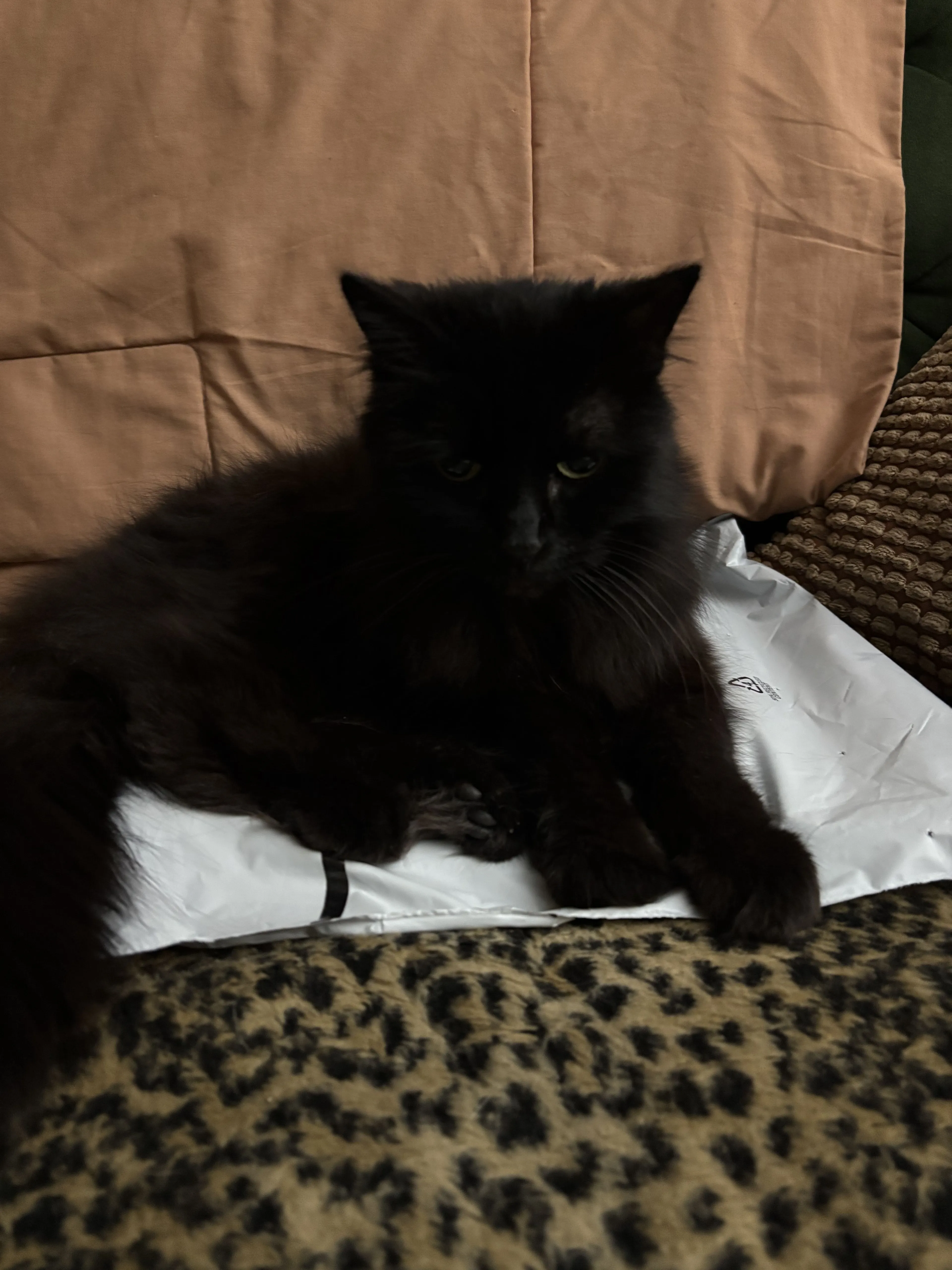 Lost pet-0