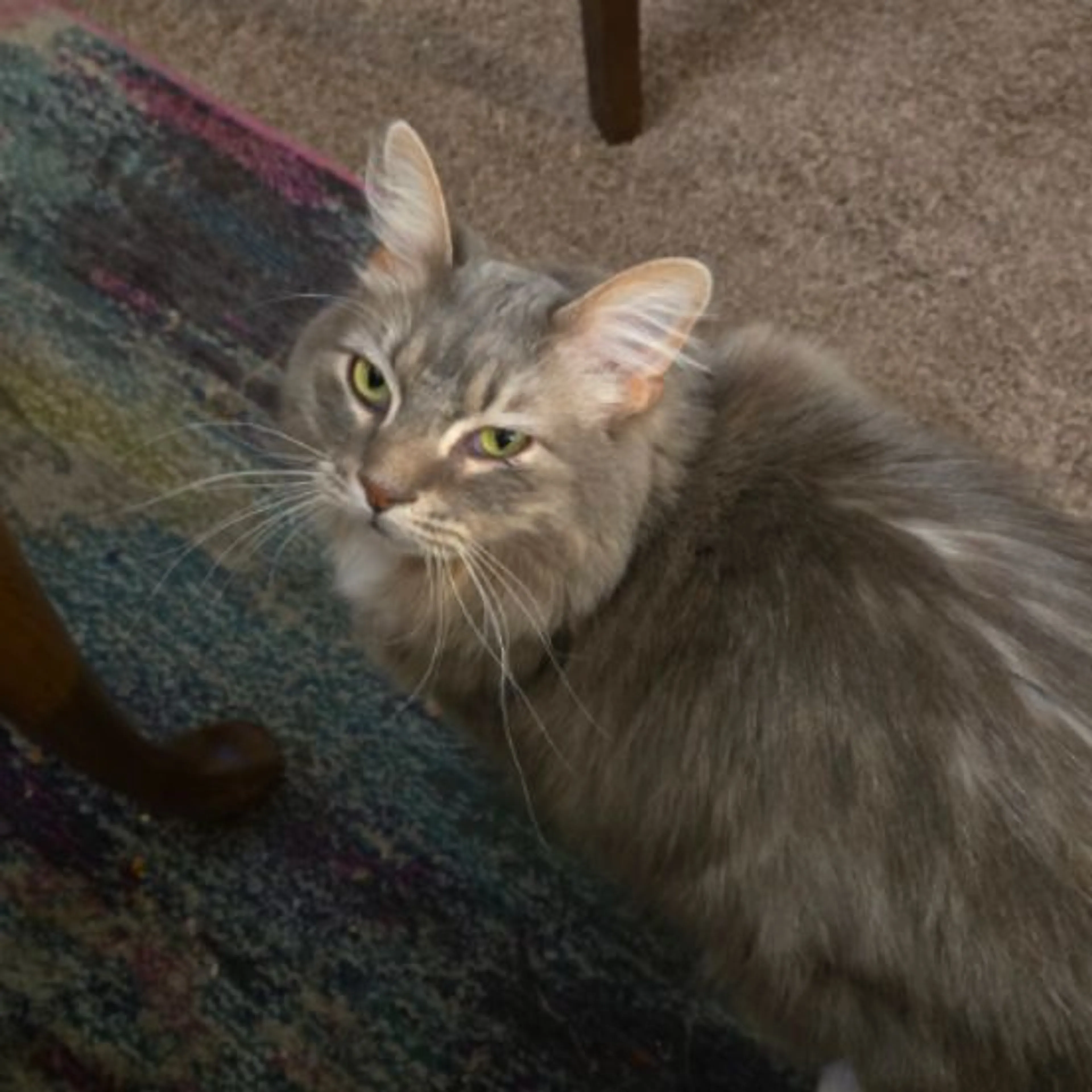 Lost pet