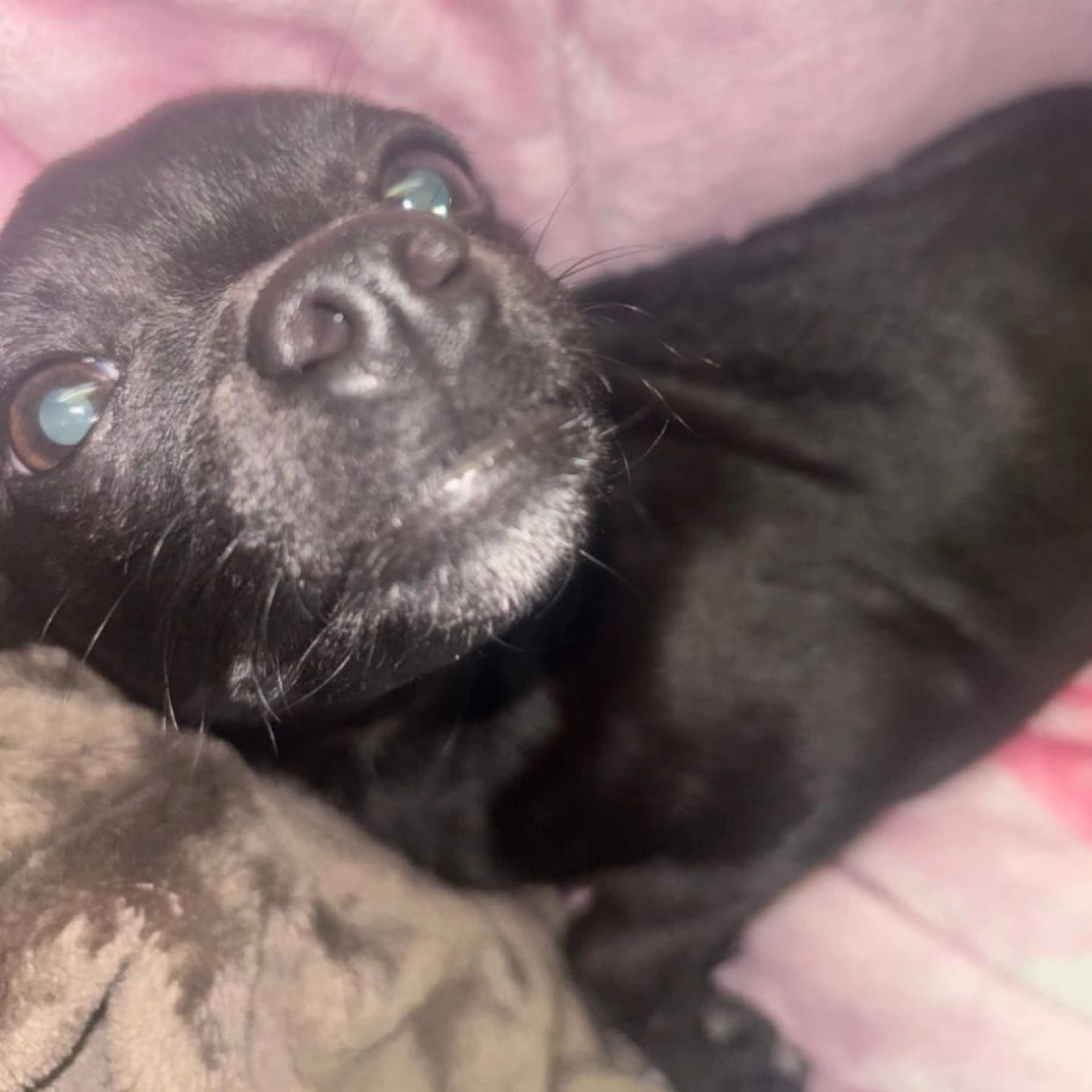 Lost pet